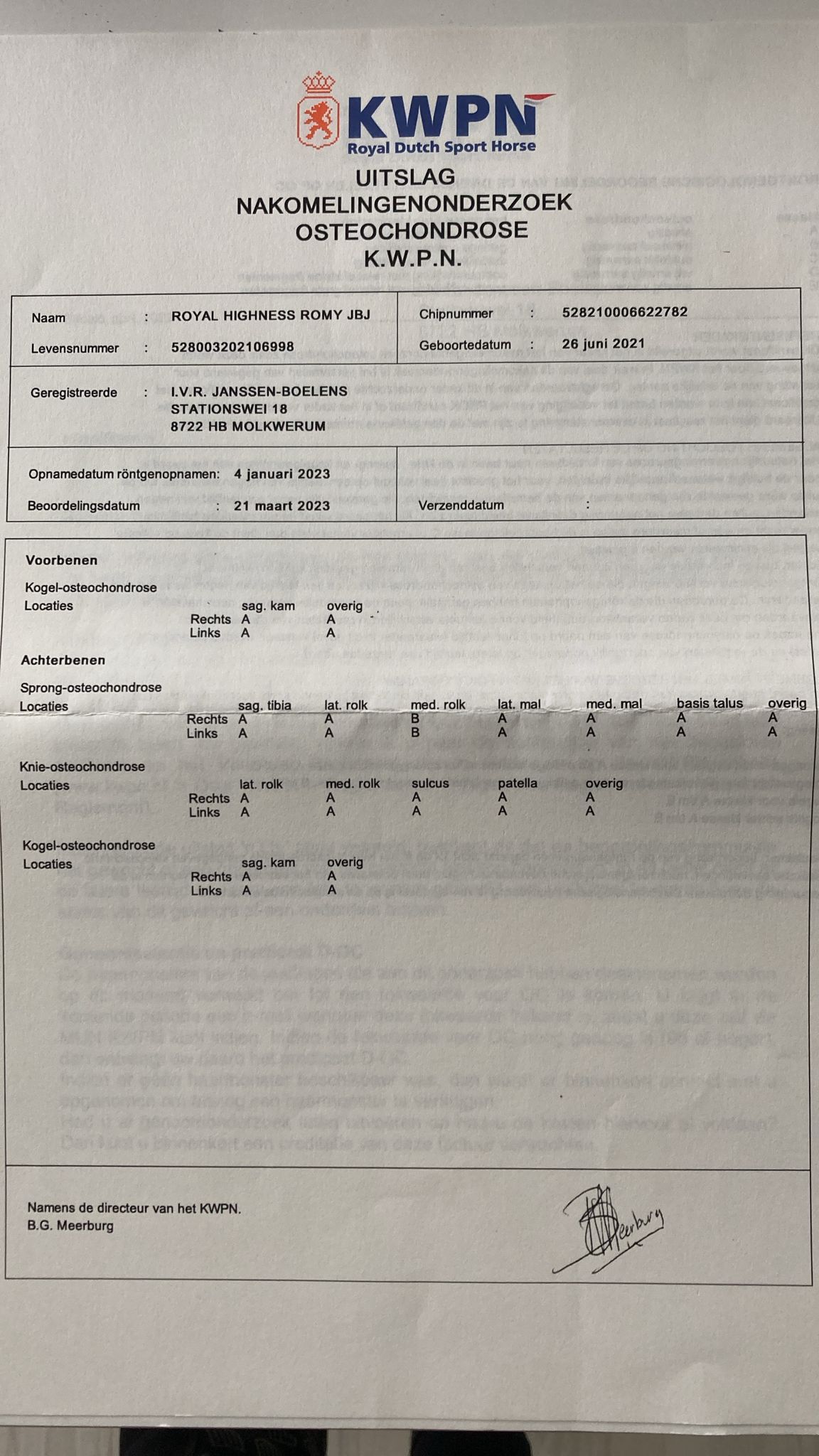 kwpn springpaard merrie 5 år bruin till salu - Foto 5