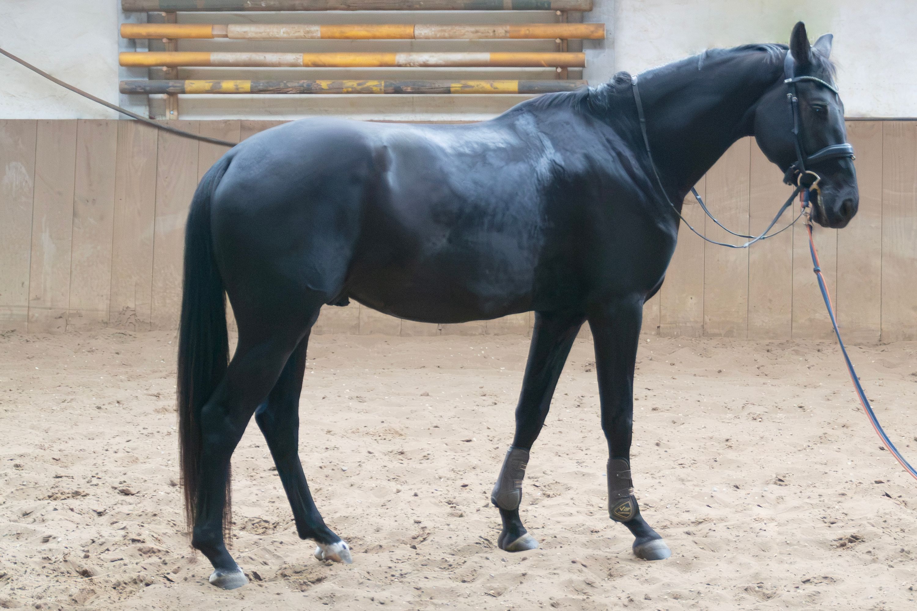 kwpn dressuurpaard ruin 4 år zwart till salu - Foto 2
