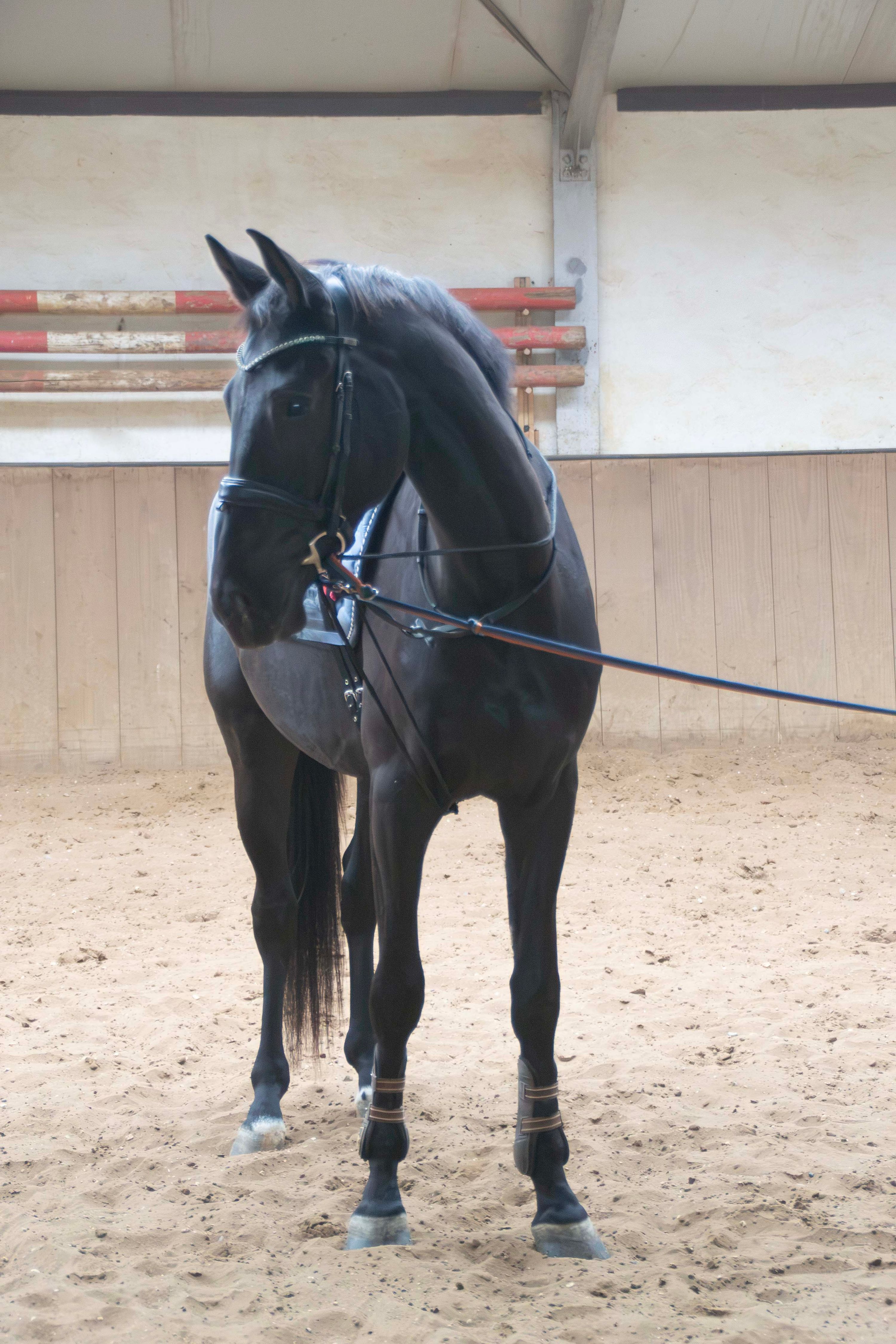 kwpn dressuurpaard ruin 4 år zwart till salu - Foto 3