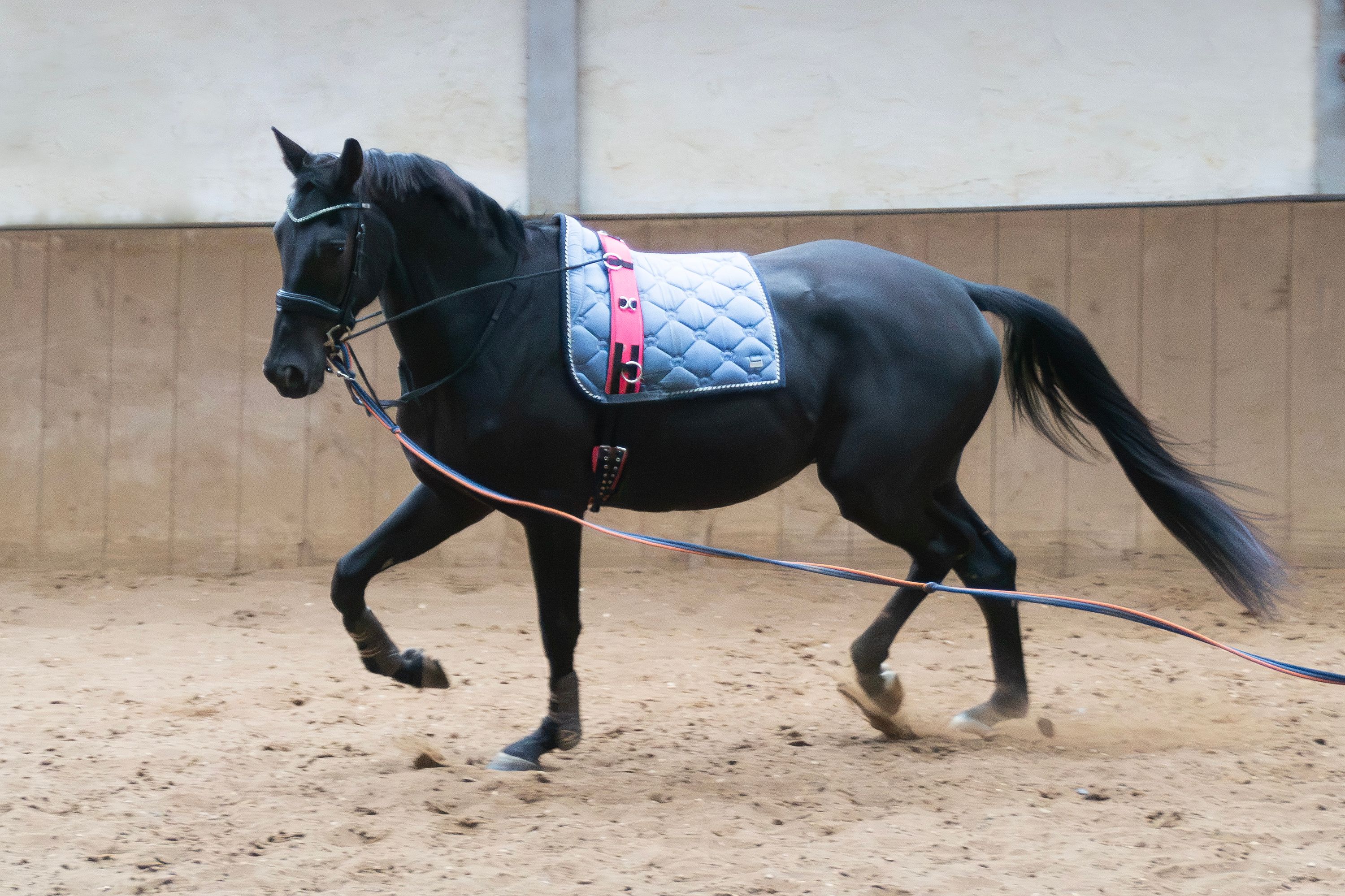 Talentierter lieber 4 j. Wallach San Remo x Livius