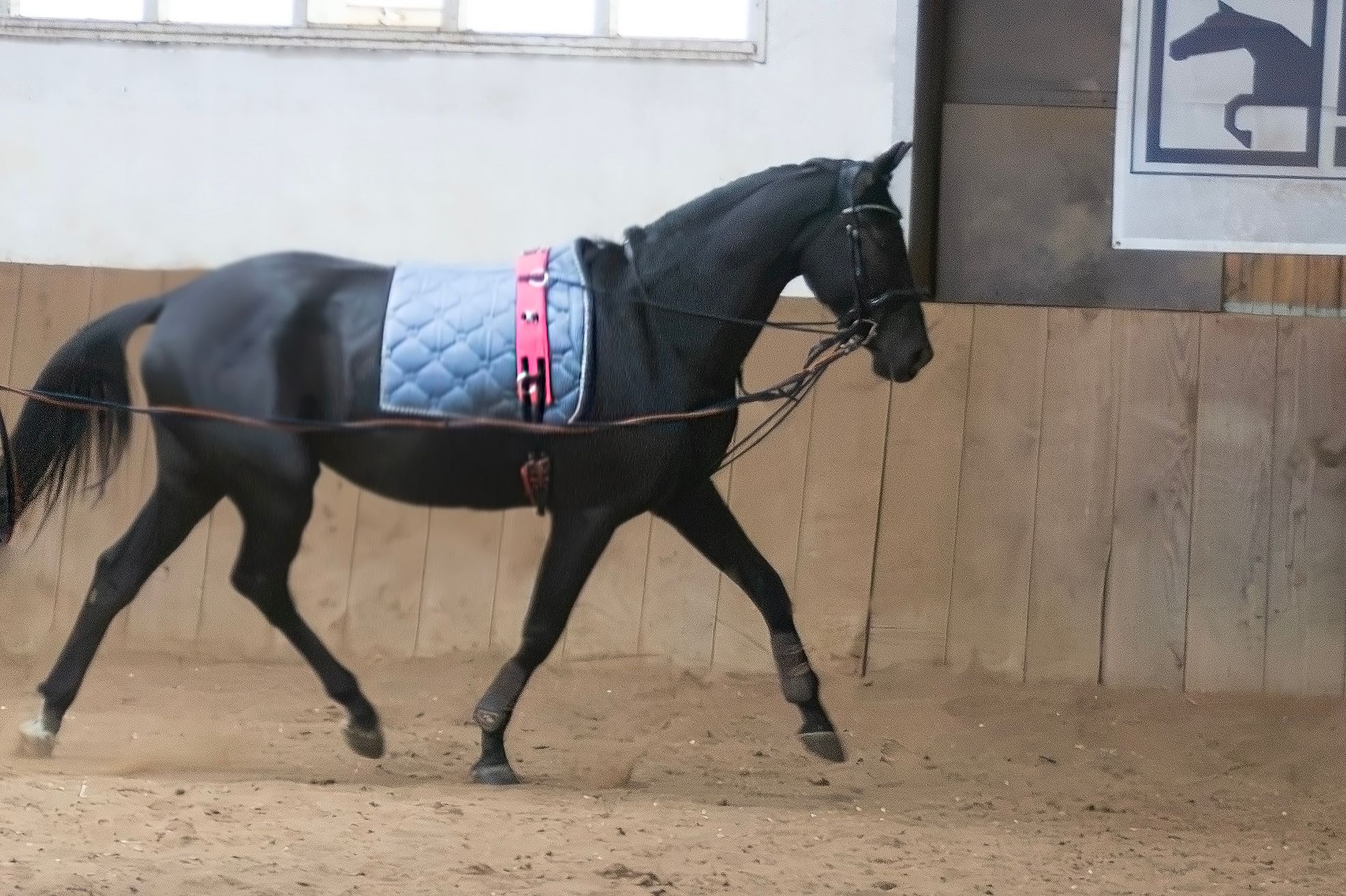 kwpn dressuurpaard ruin 4 år zwart till salu - Foto 4