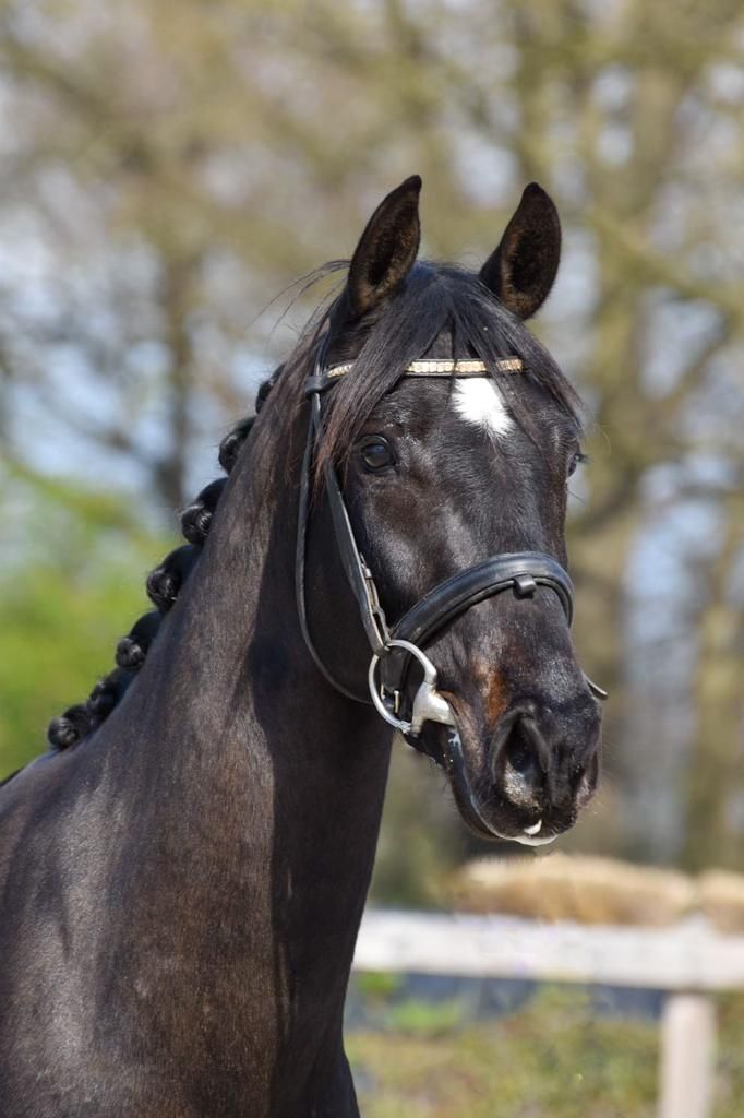 kwpn dressuurpaard ruin 8 år donkerbruin till salu - Foto 2