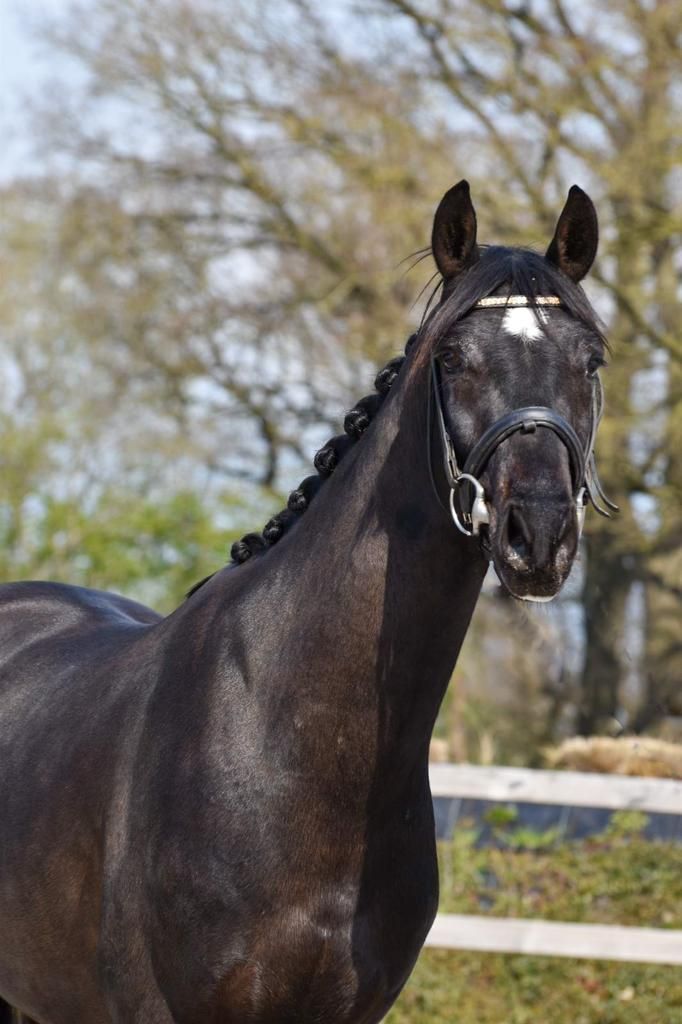 kwpn dressuurpaard ruin 8 år donkerbruin till salu - Foto 3