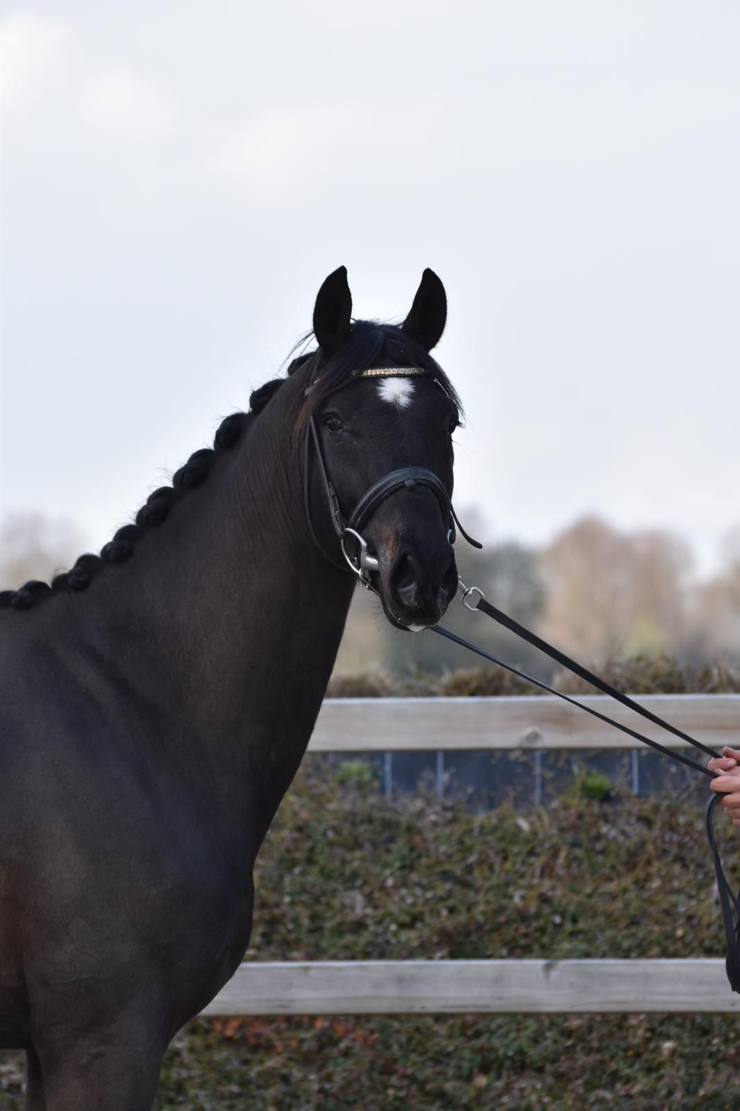 kwpn dressuurpaard ruin 8 år donkerbruin till salu - Foto 4