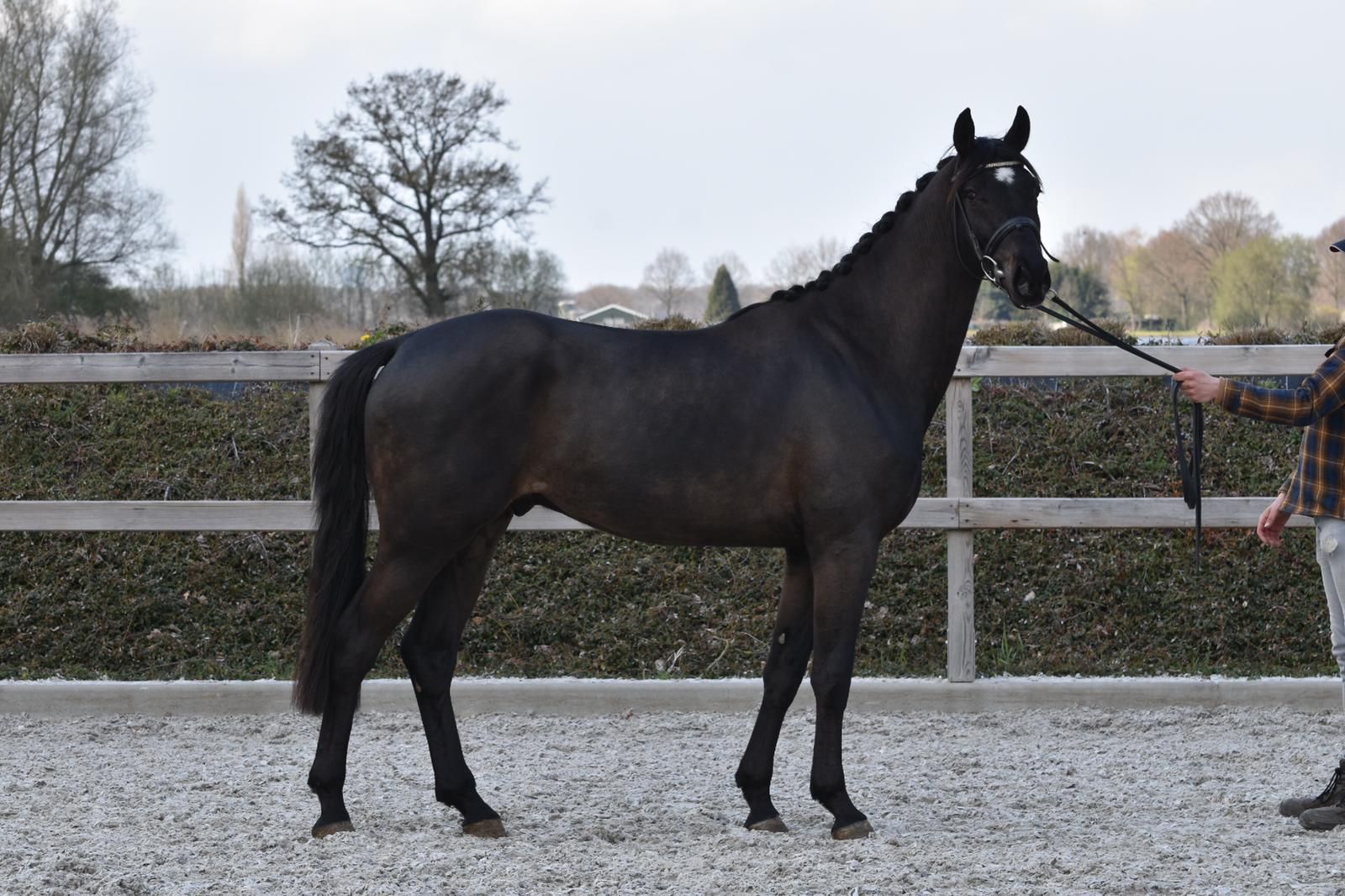 kwpn dressuurpaard ruin 8 år donkerbruin till salu - Foto 5