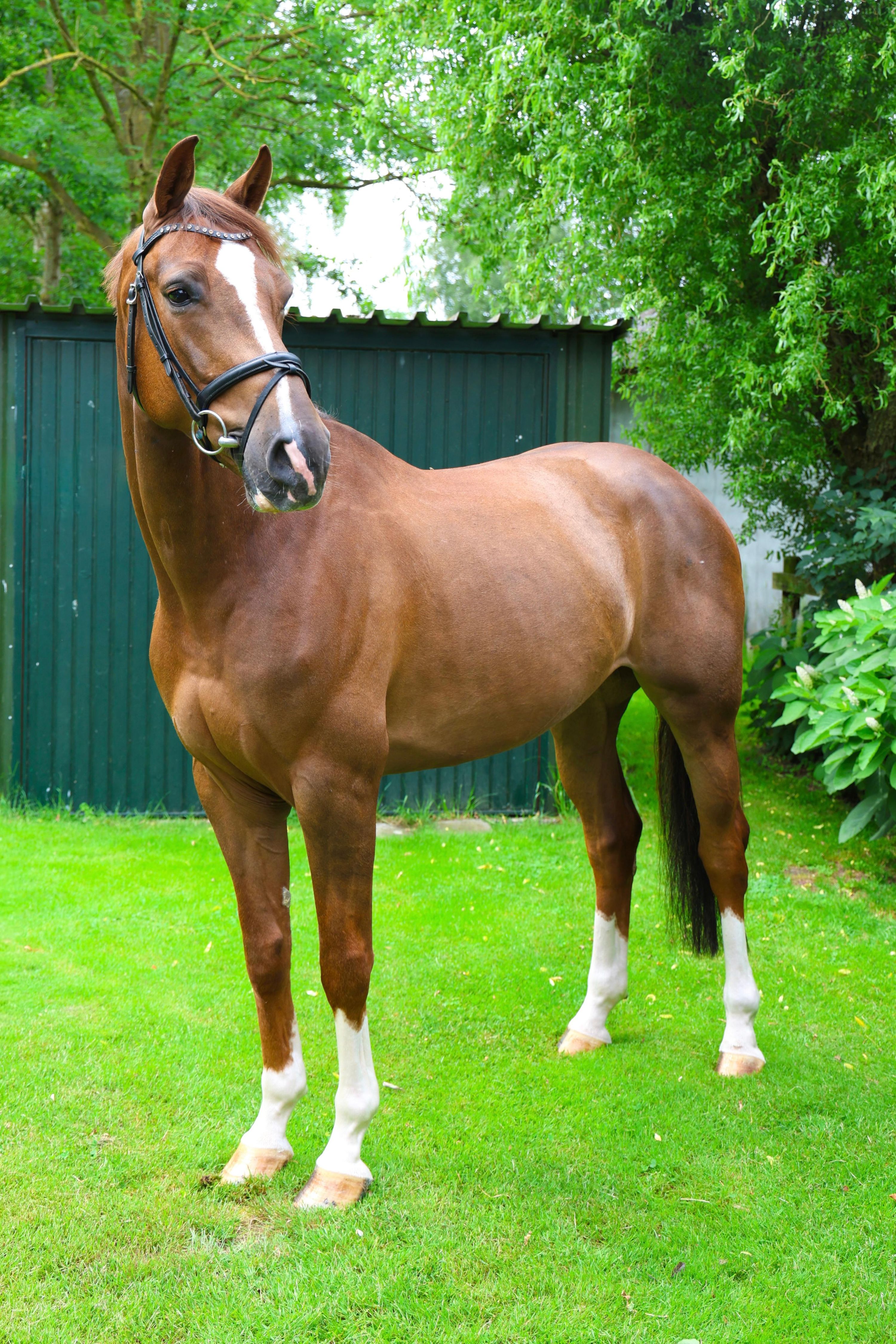zangersheide allrounder ruin 7 years old vos for sale - Photo 4