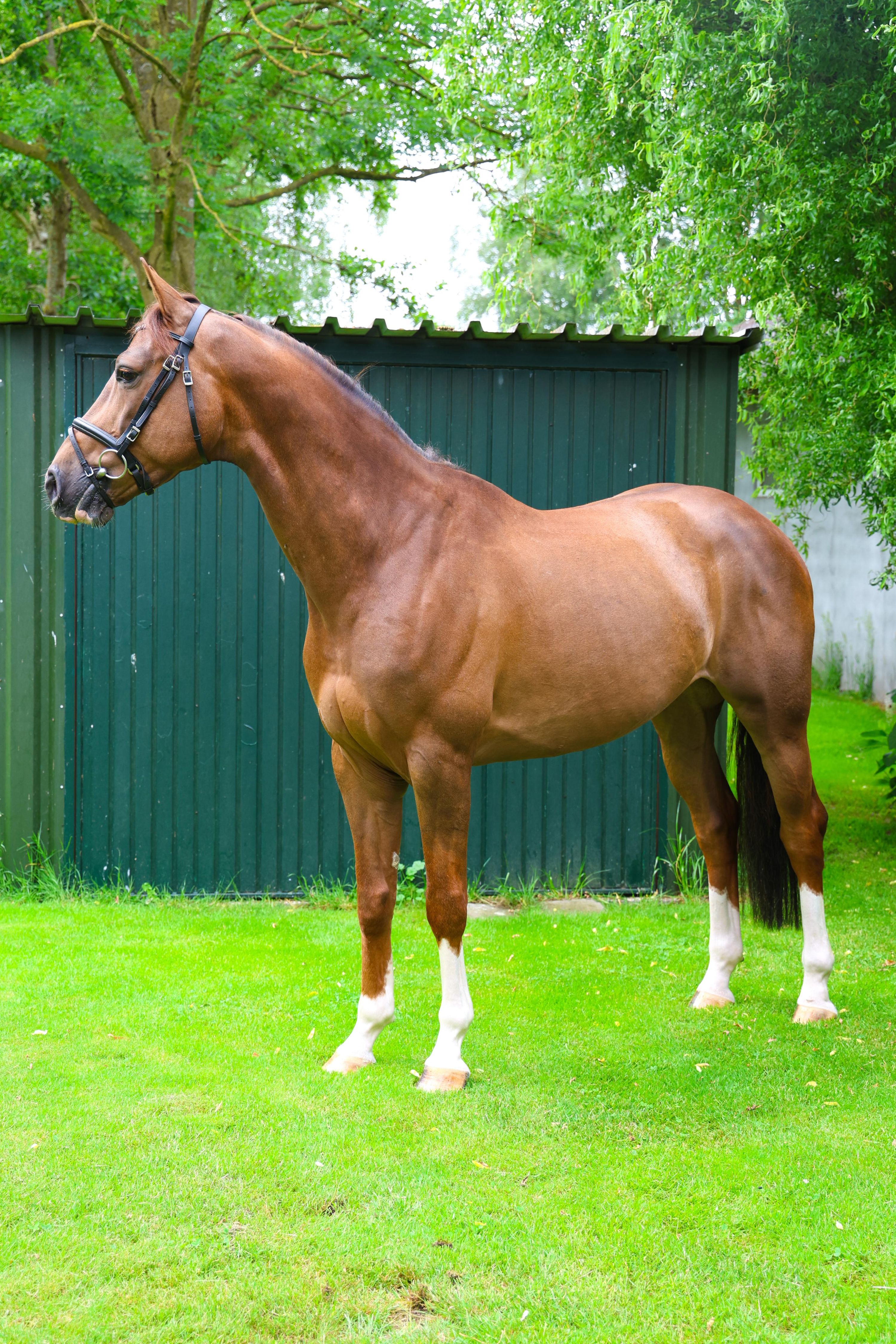 Reliable and versatile 7-year-old gelding