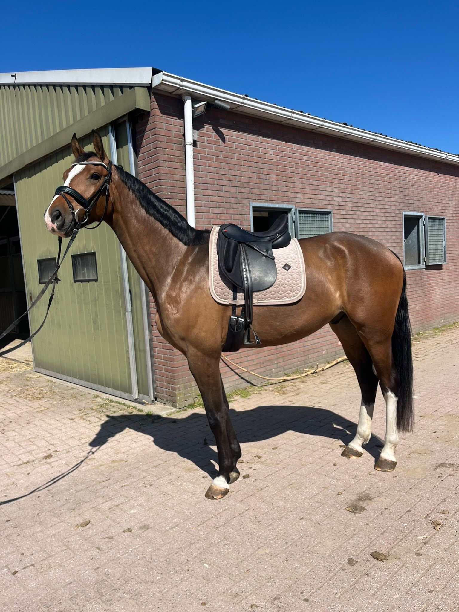 Secret van ‘t Trichelhof (Ted），4岁骟马