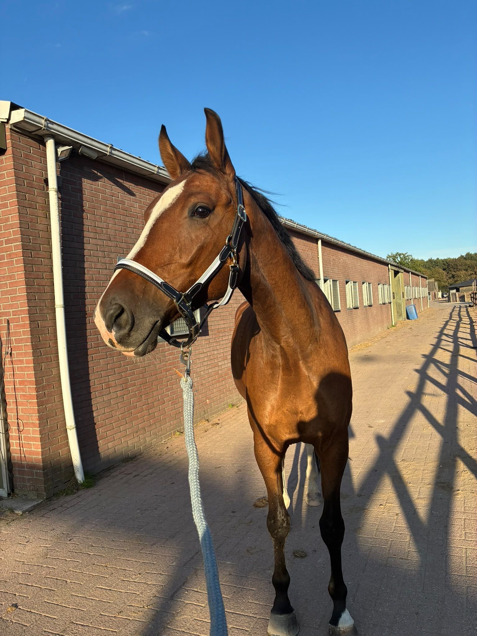 kwpn dressuurpaard ruin 4 jaar bruin te koop - Foto 3