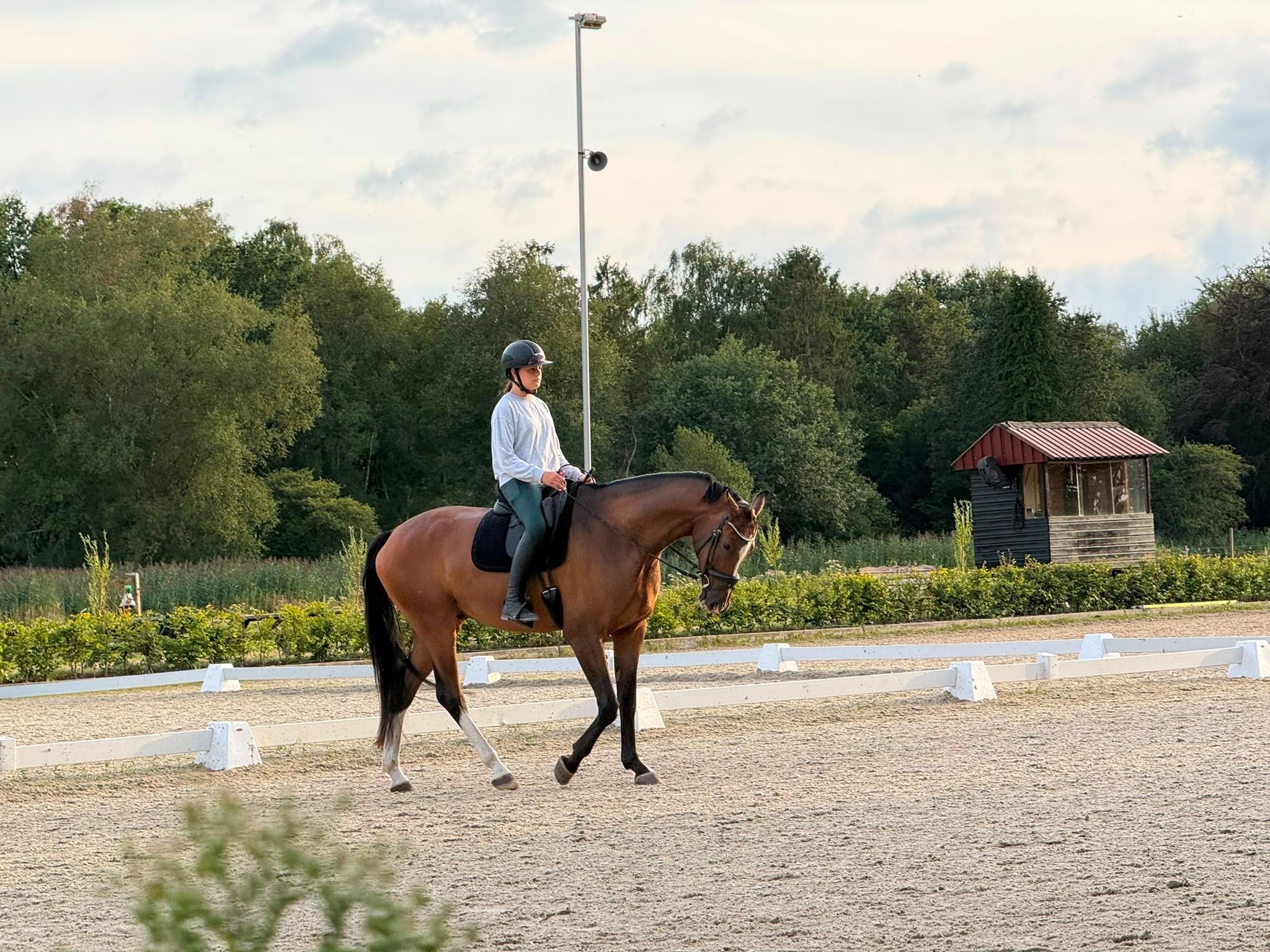 kwpn dressuurpaard ruin 4 jaar bruin te koop - Foto 2