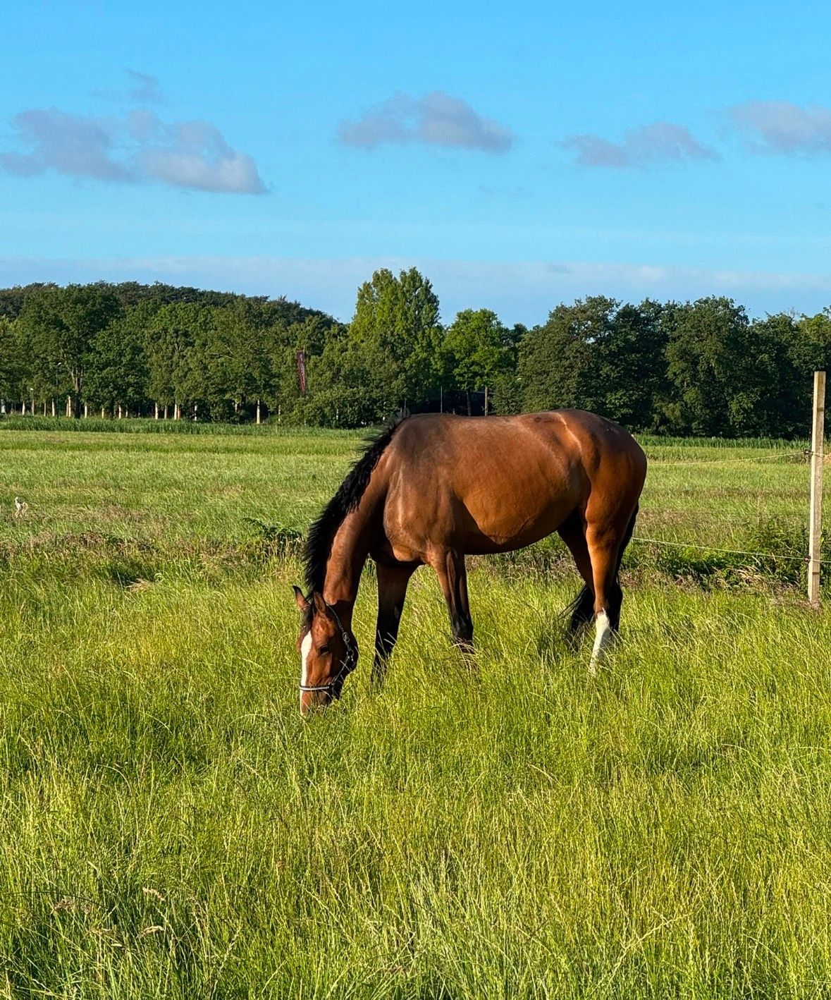 kwpn dressuurpaard ruin 4 jaar bruin te koop - Foto 4