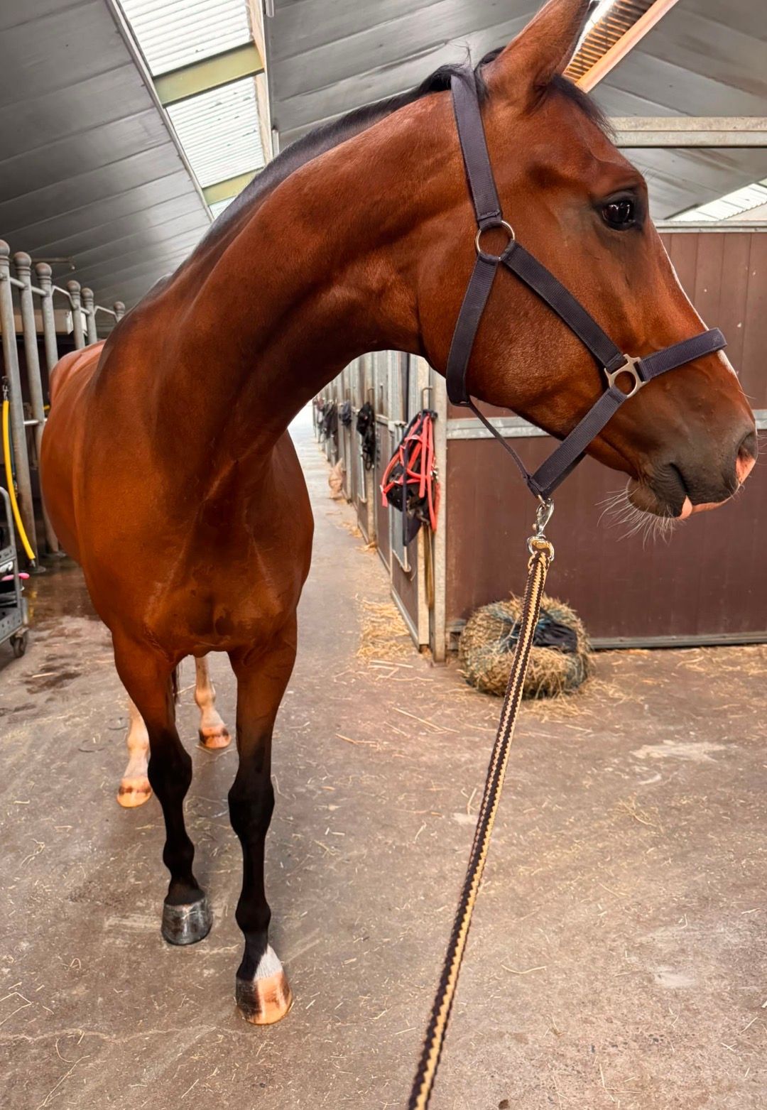 kwpn dressuurpaard ruin 4 jaar bruin te koop - Foto 5