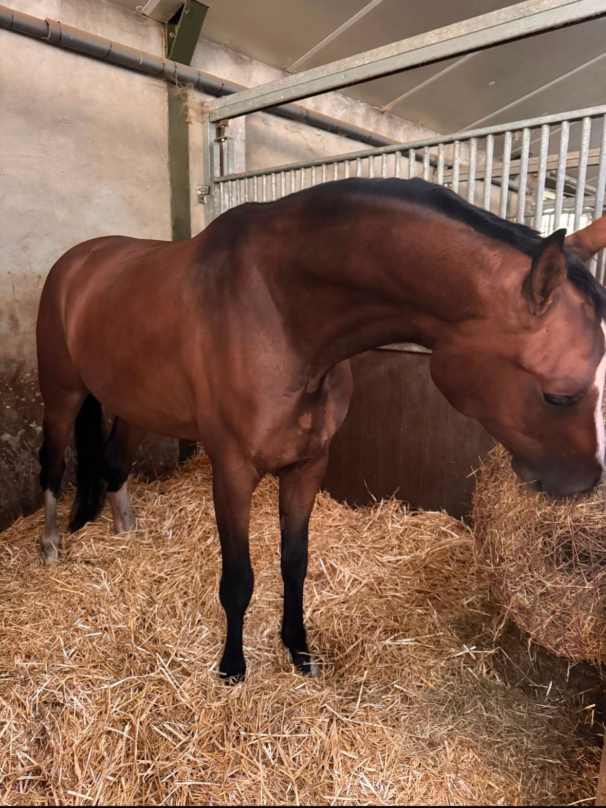kwpn dressuurpaard ruin 4 jaar bruin te koop - Foto 6
