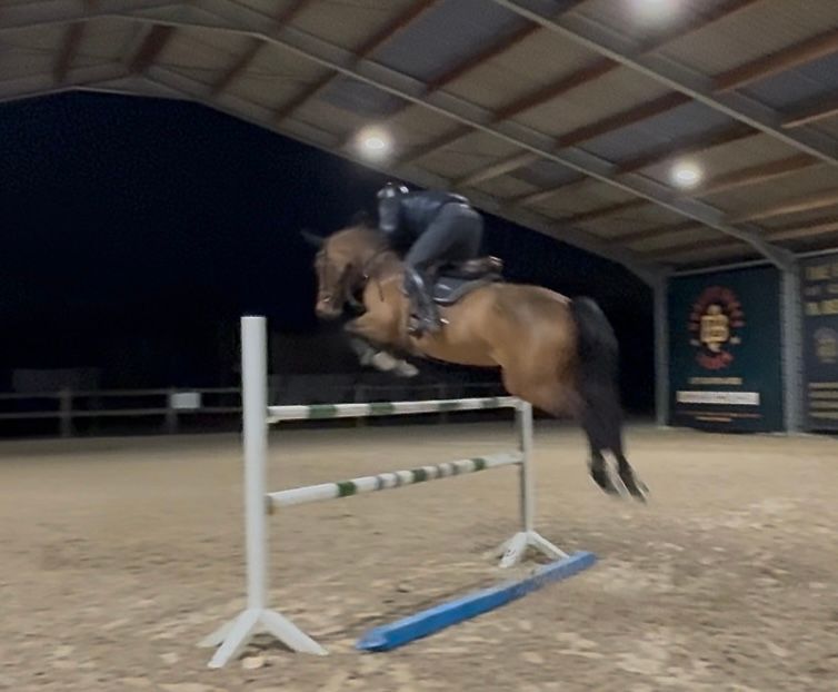 8 yo mare