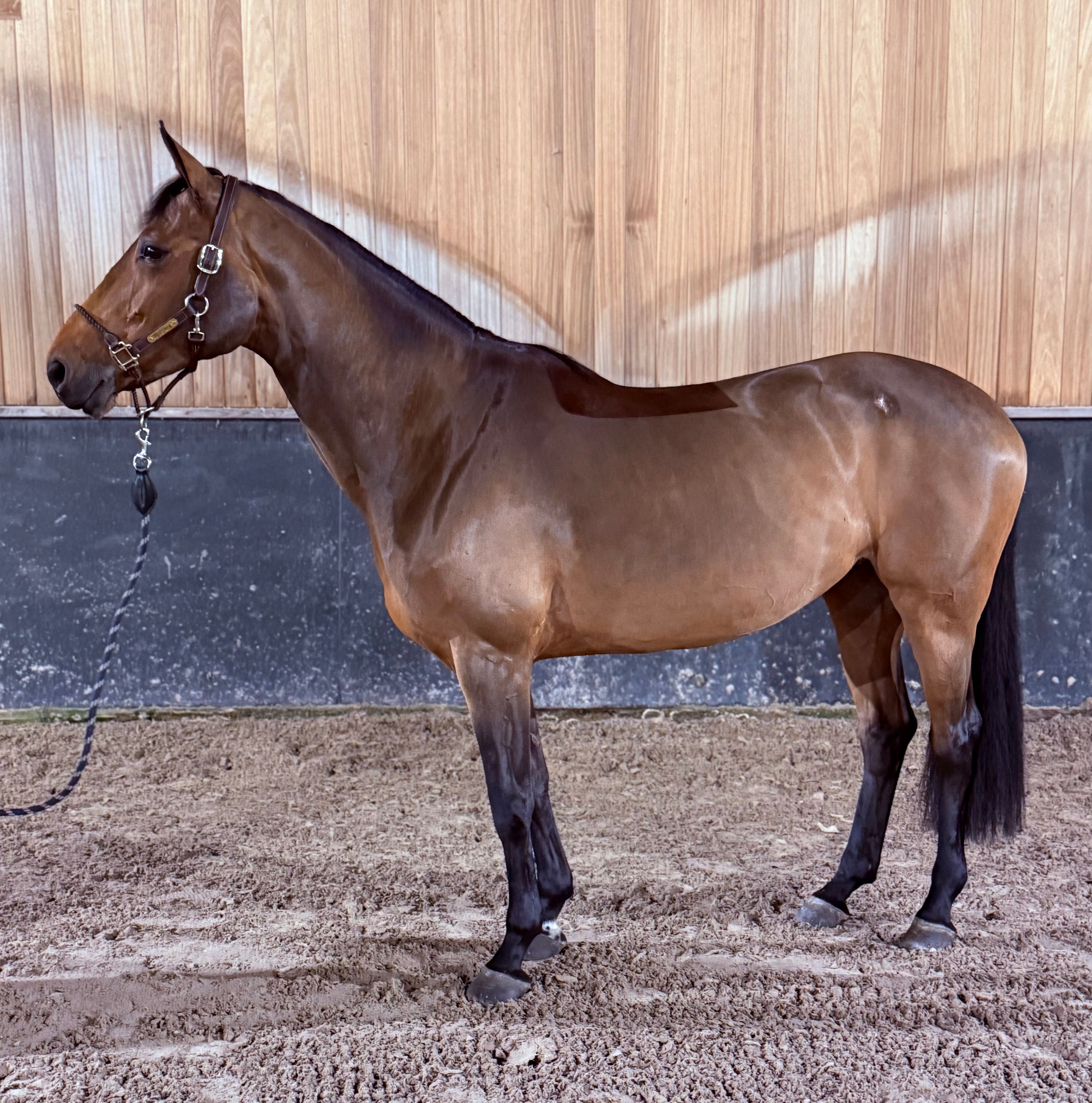 kwpn springpaard merrie 8 år bruin till salu - Foto 3