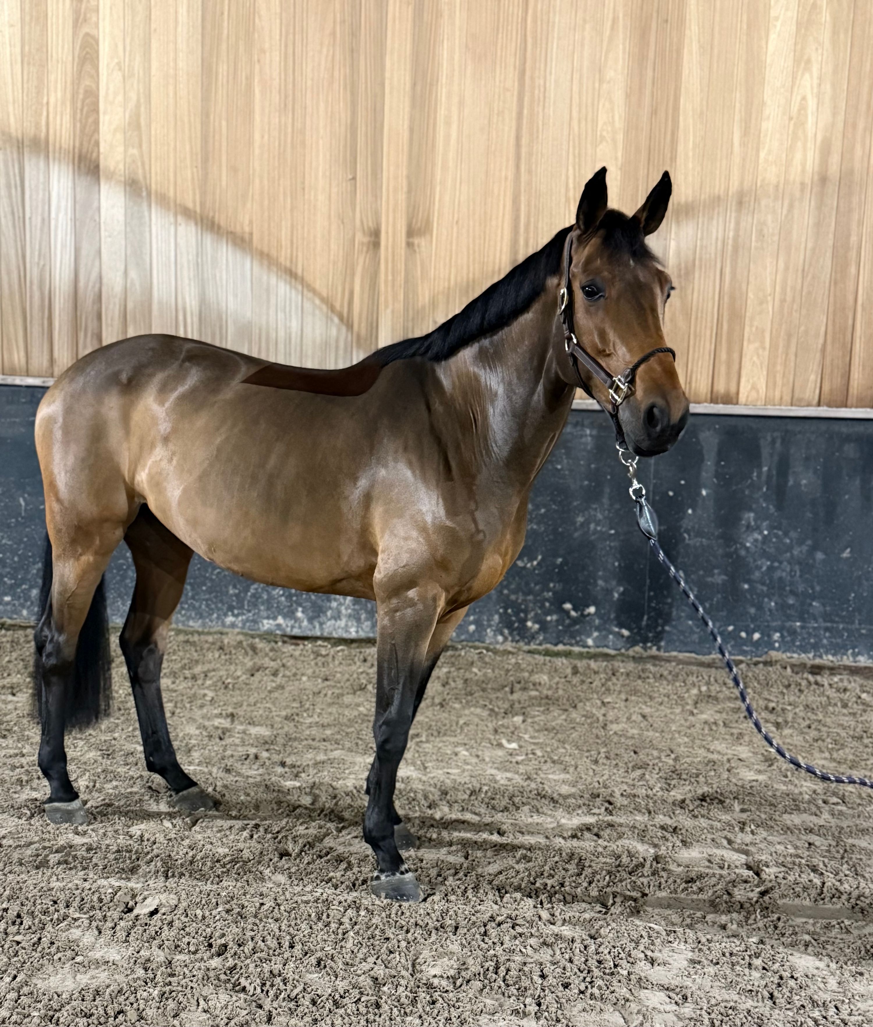 kwpn springpaard merrie 8 år bruin till salu - Foto 2