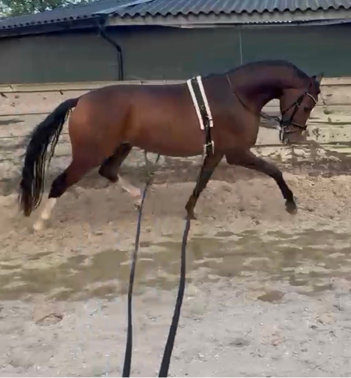 kwpn dressuurpaard ruin 4 rokov bruin na predaj - Foto 2