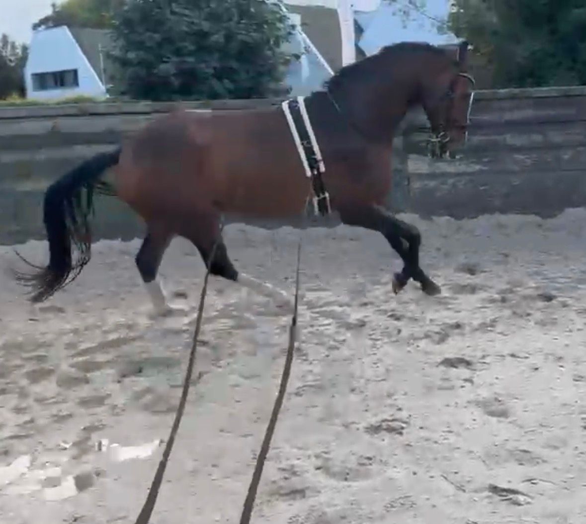 kwpn dressuurpaard ruin 4 rokov bruin na predaj - Foto 3