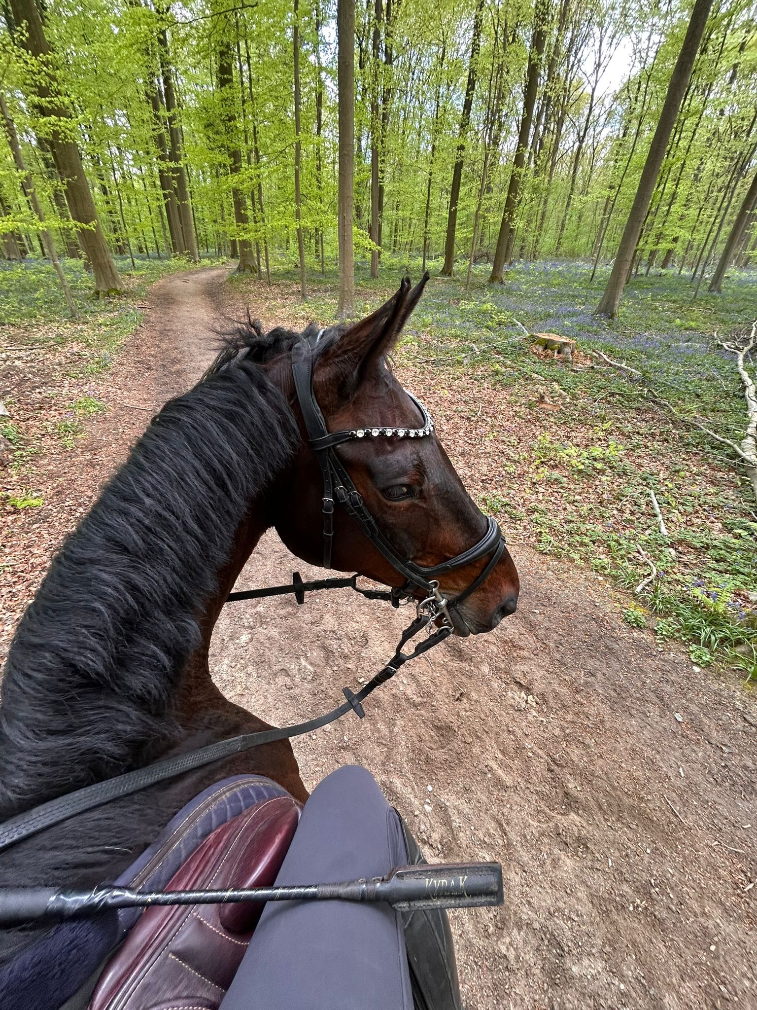 bwp allrounder merrie 9 år donkerbruin till salu - Foto 4