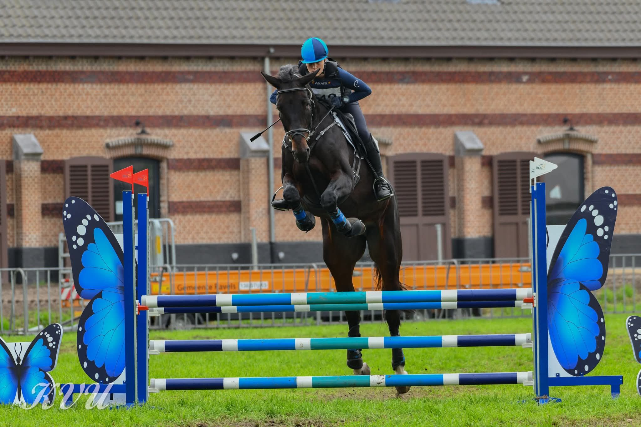 bwp allrounder merrie 9 år donkerbruin till salu - Foto 2