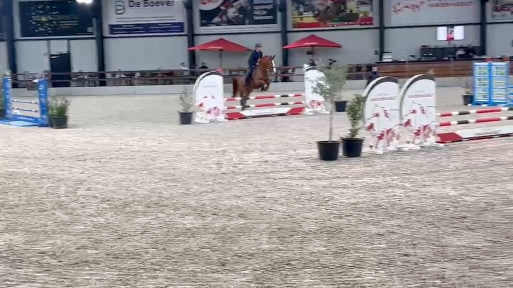 bwp springpaard ruin 5 år vos till salu - Foto 5