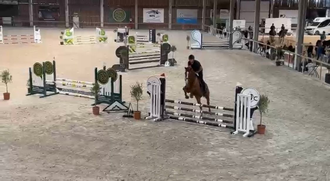 bwp springpaard ruin 5 år vos till salu - Foto 6
