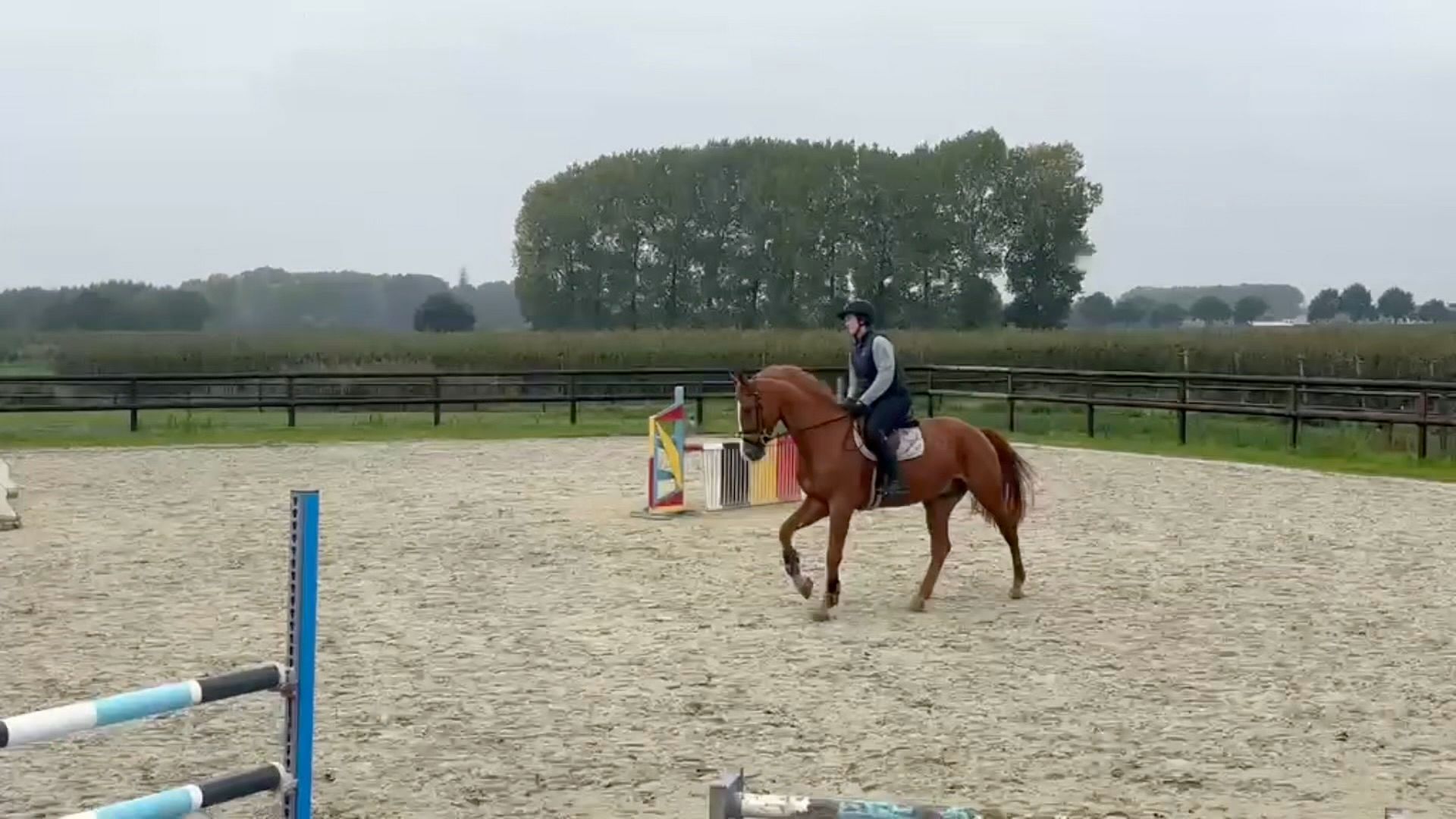 bwp springpaard ruin 5 år vos till salu - Foto 3