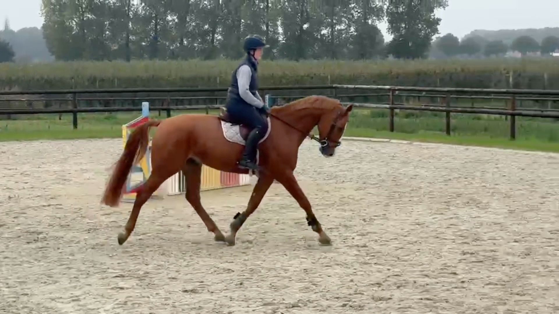 bwp springpaard ruin 5 år vos till salu - Foto 2