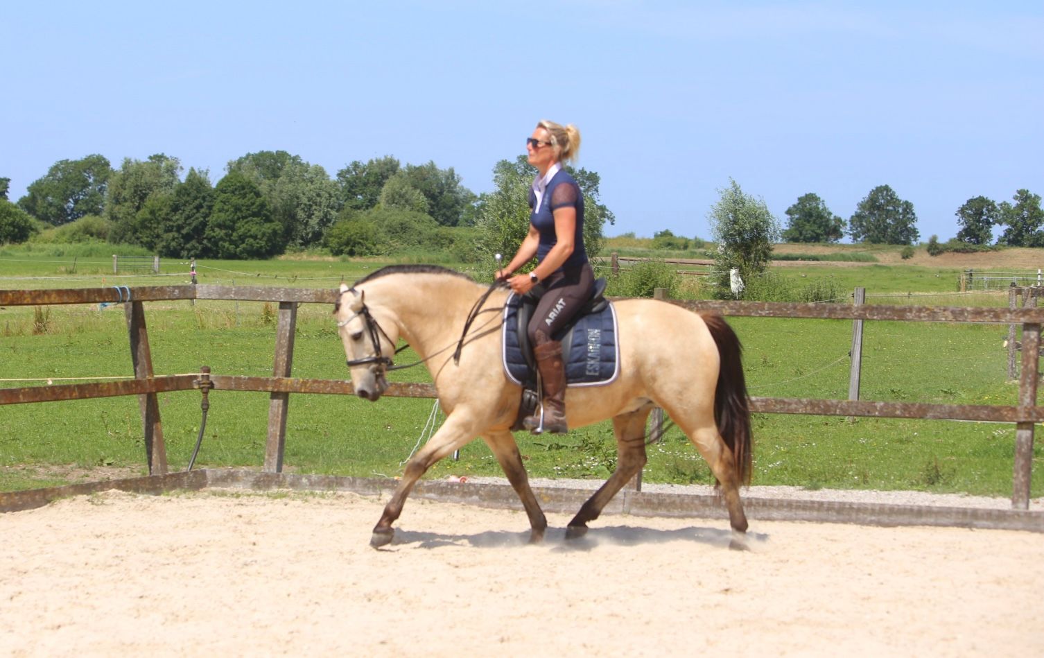 connemara allround-pony ruin 5 años andere-kleur en venta - Foto 4