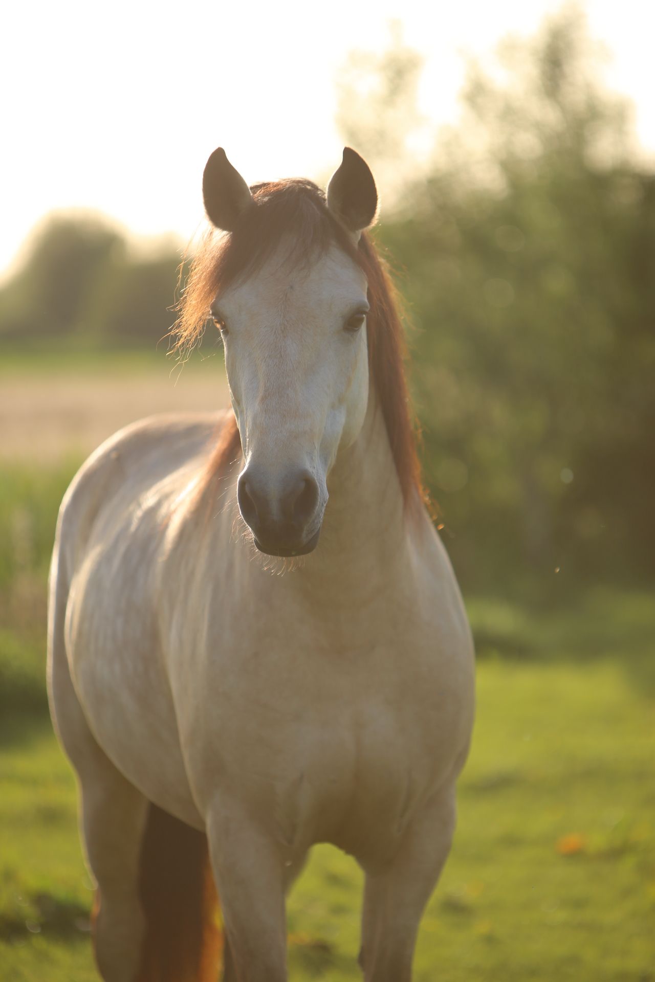 connemara allround-pony ruin 5 años andere-kleur en venta - Foto 3