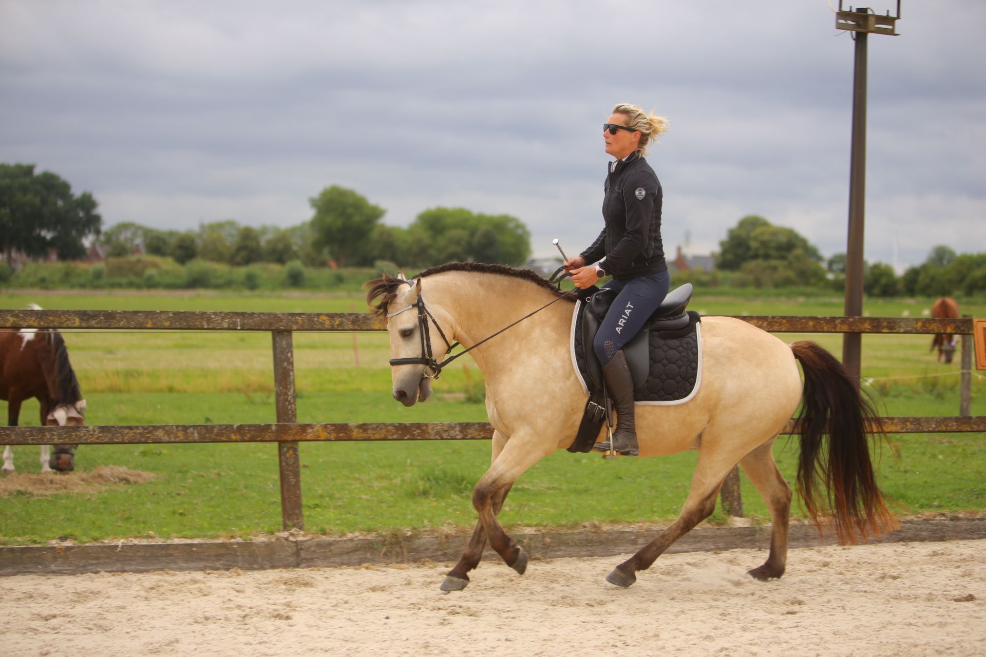 connemara allround-pony ruin 5 años andere-kleur en venta - Foto 5