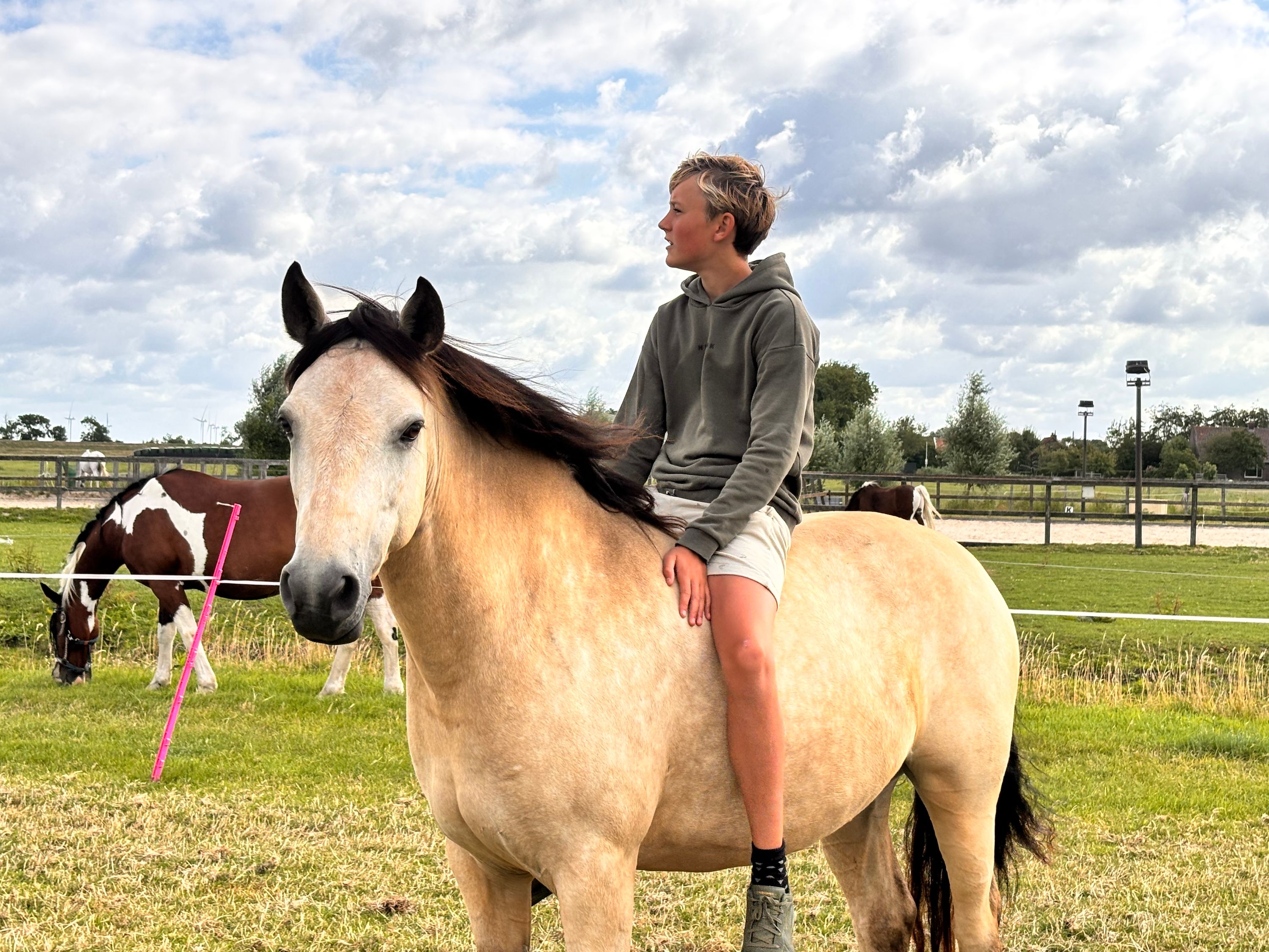 connemara allround-pony ruin 5 años andere-kleur en venta - Foto 6