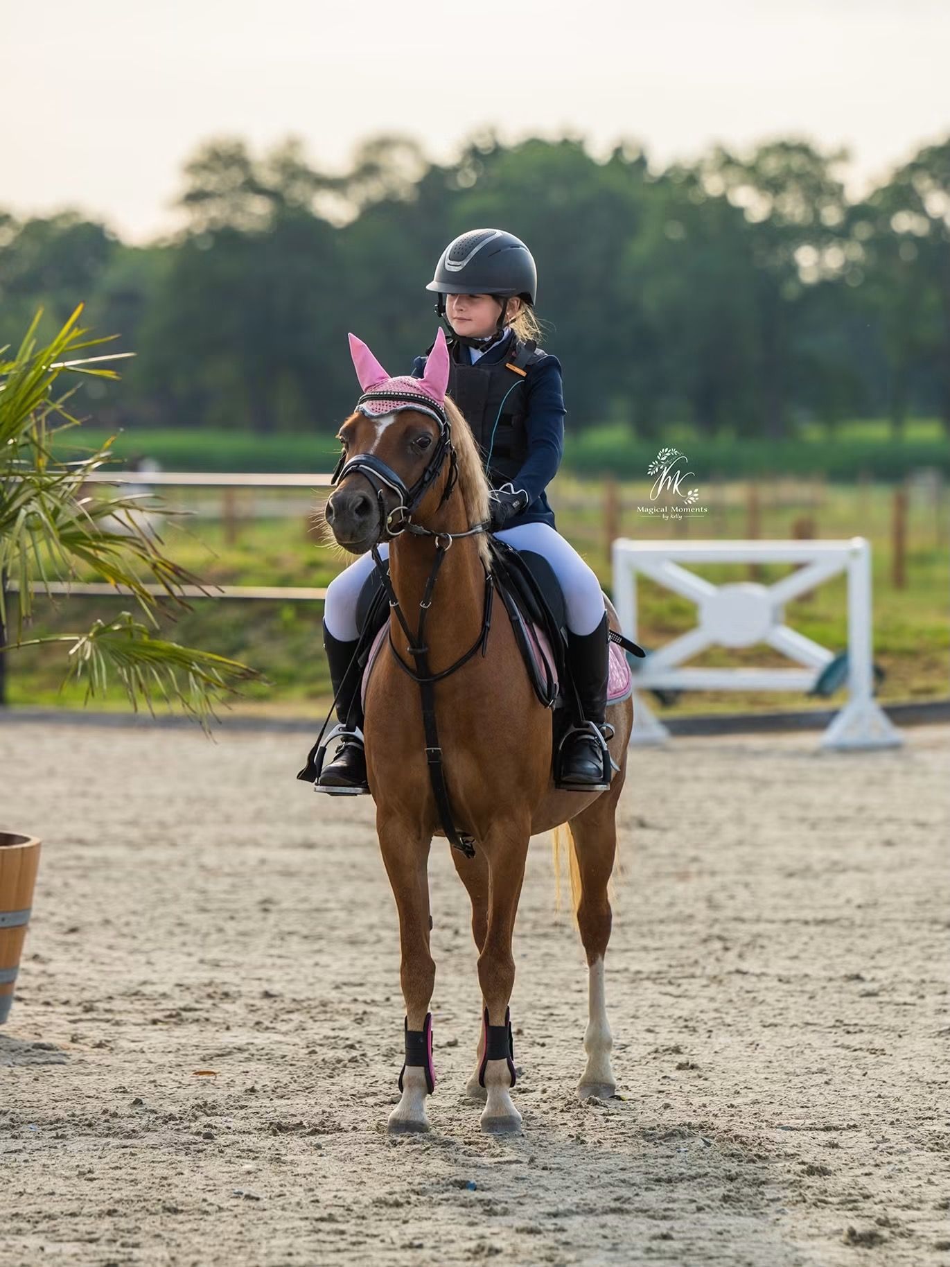 Simpático poni B grande en venta