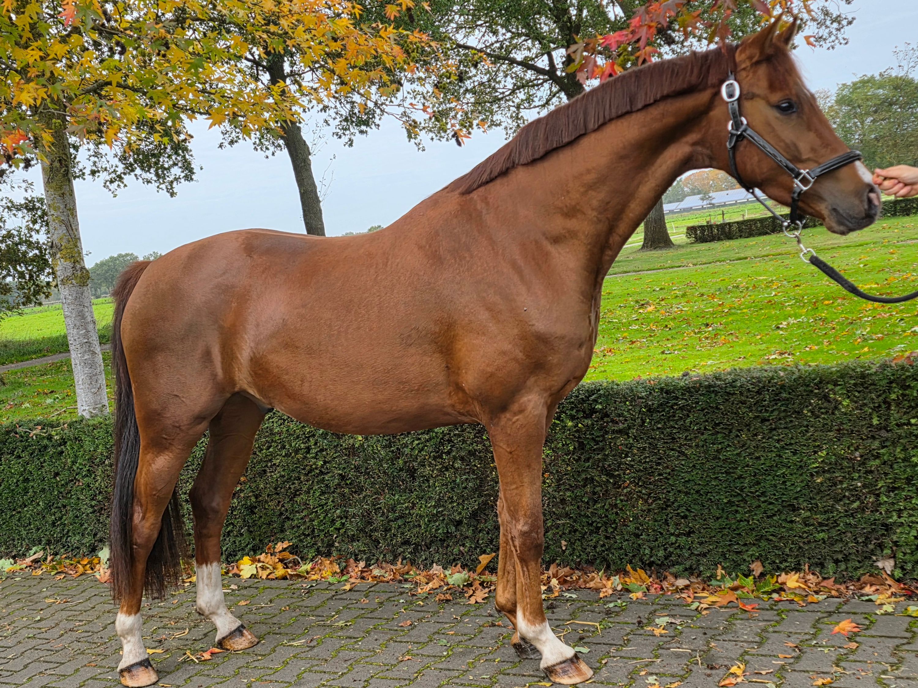 3-year-old gelding