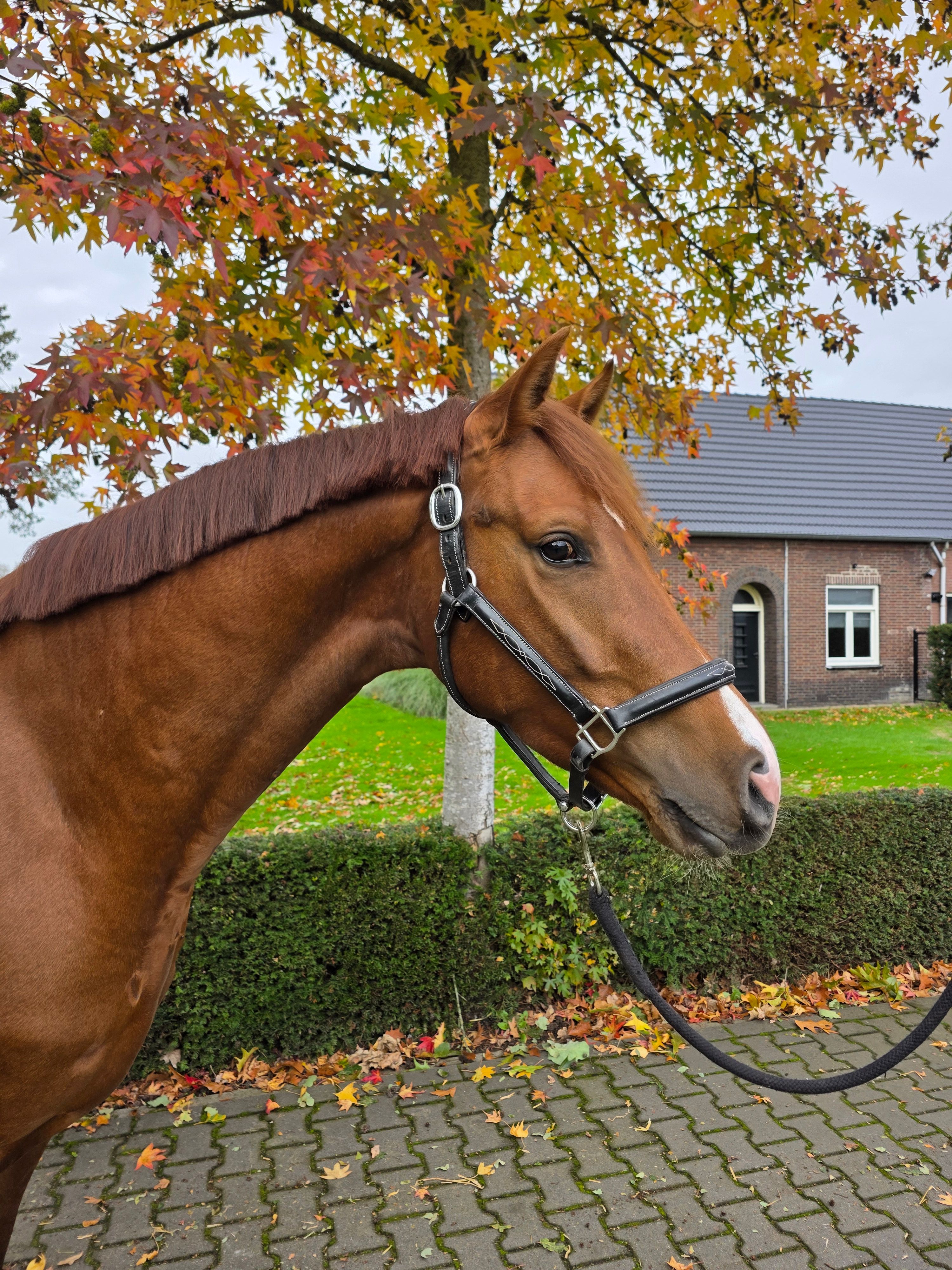 kwpn dressuurpony ruin 3 years old vos for sale - Photo 2