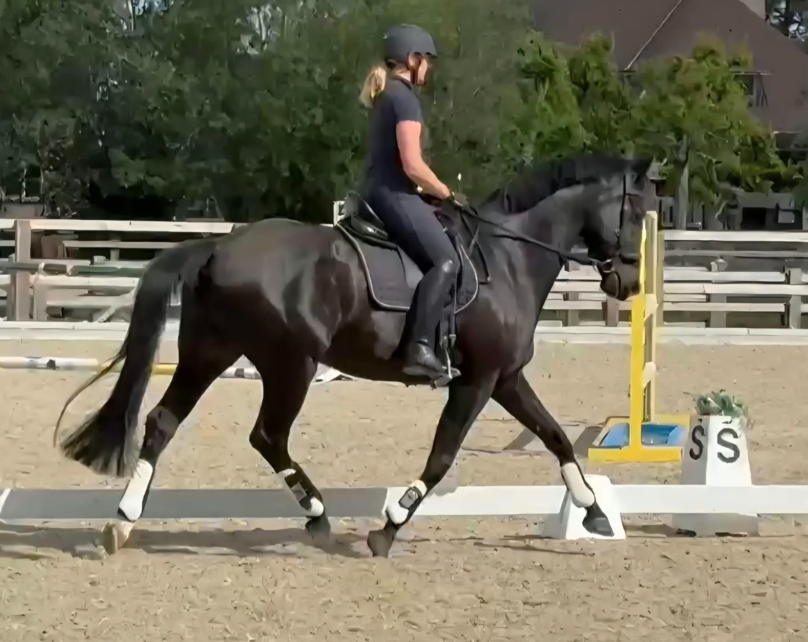 Versatile handsome 12-year-old KWPN gelding