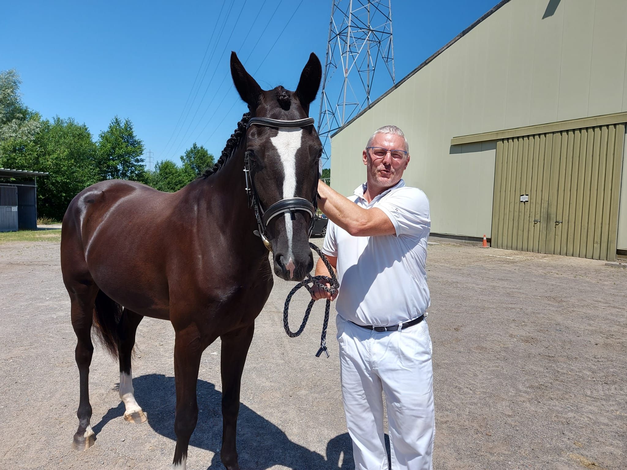 kwpn dressuurpaard merrie 6 jaar donkerbruin te koop - Foto 2