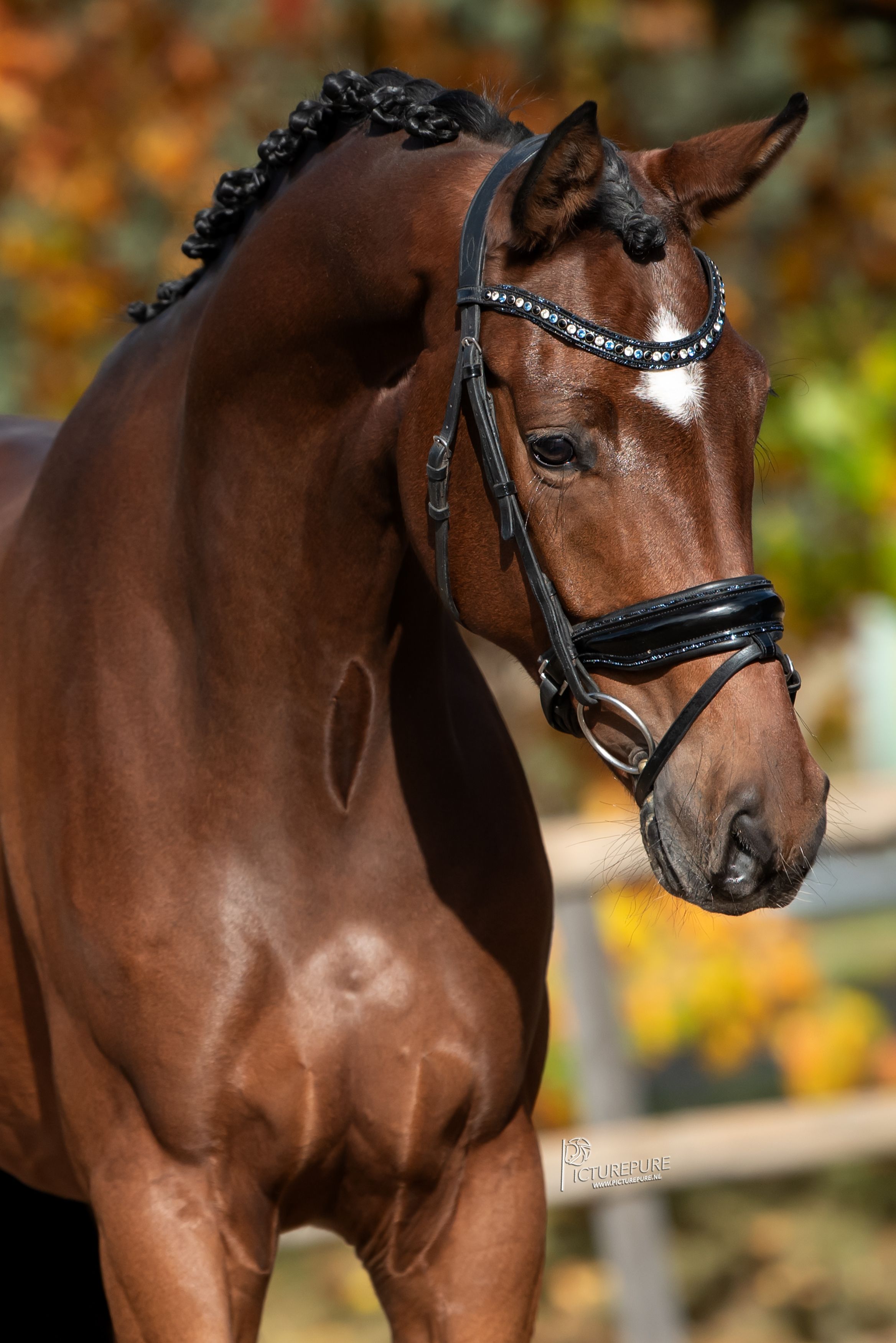 Super handsome and sweet 4.5 yo gelding by Fürst Romancier