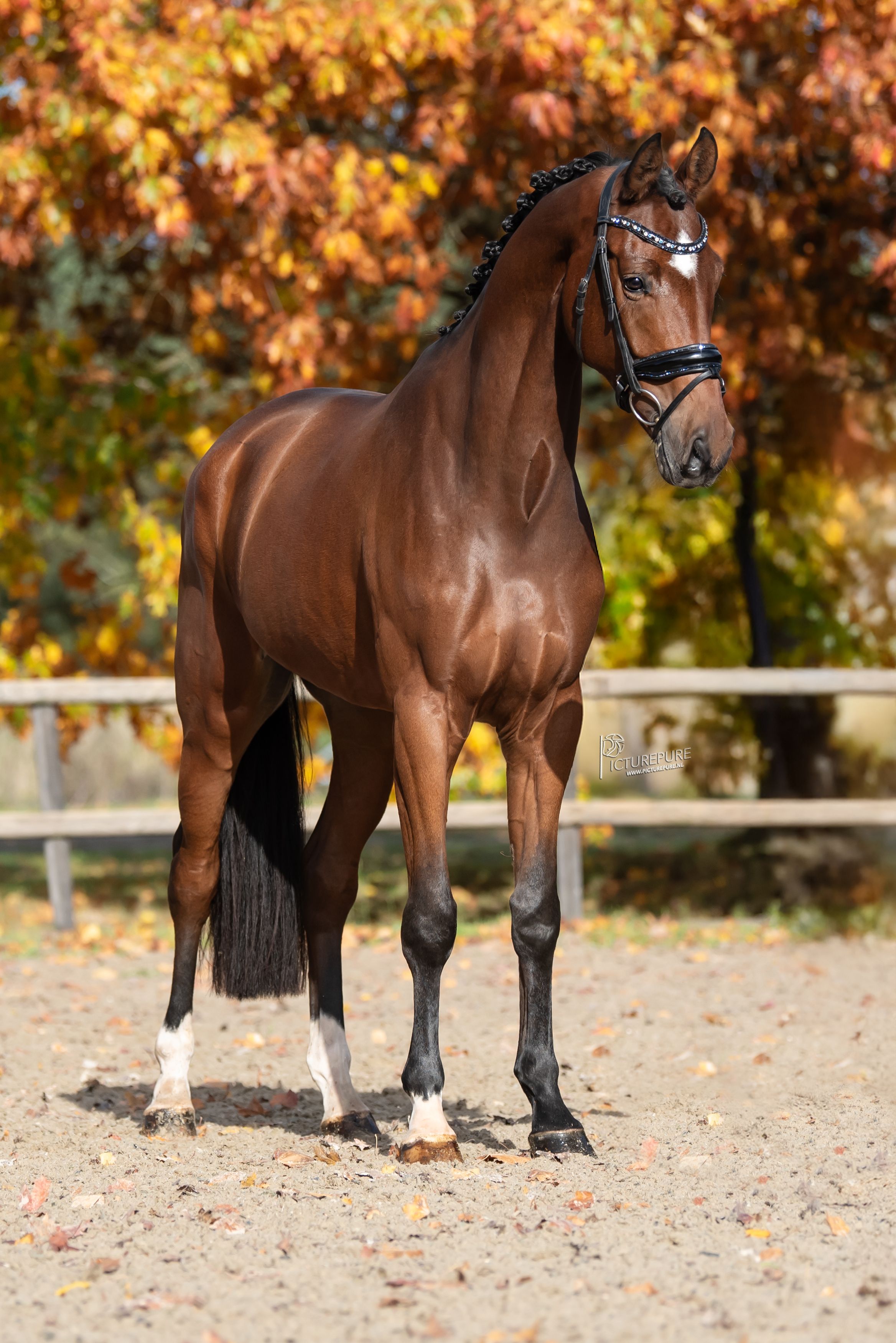 oldenburg dressuurpaard ruin 4 years old bruin for sale - Photo 4