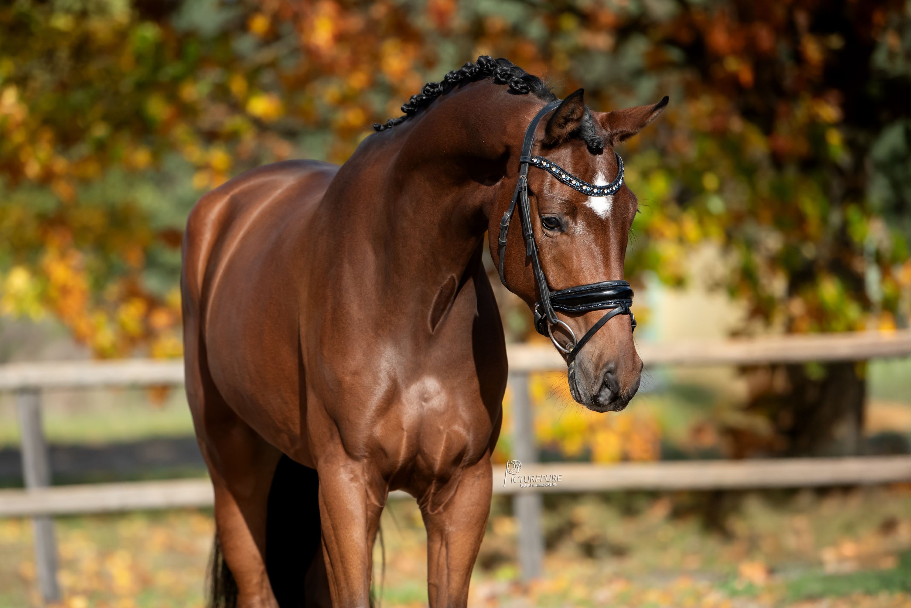 oldenburg dressuurpaard ruin 4 years old bruin for sale - Photo 2