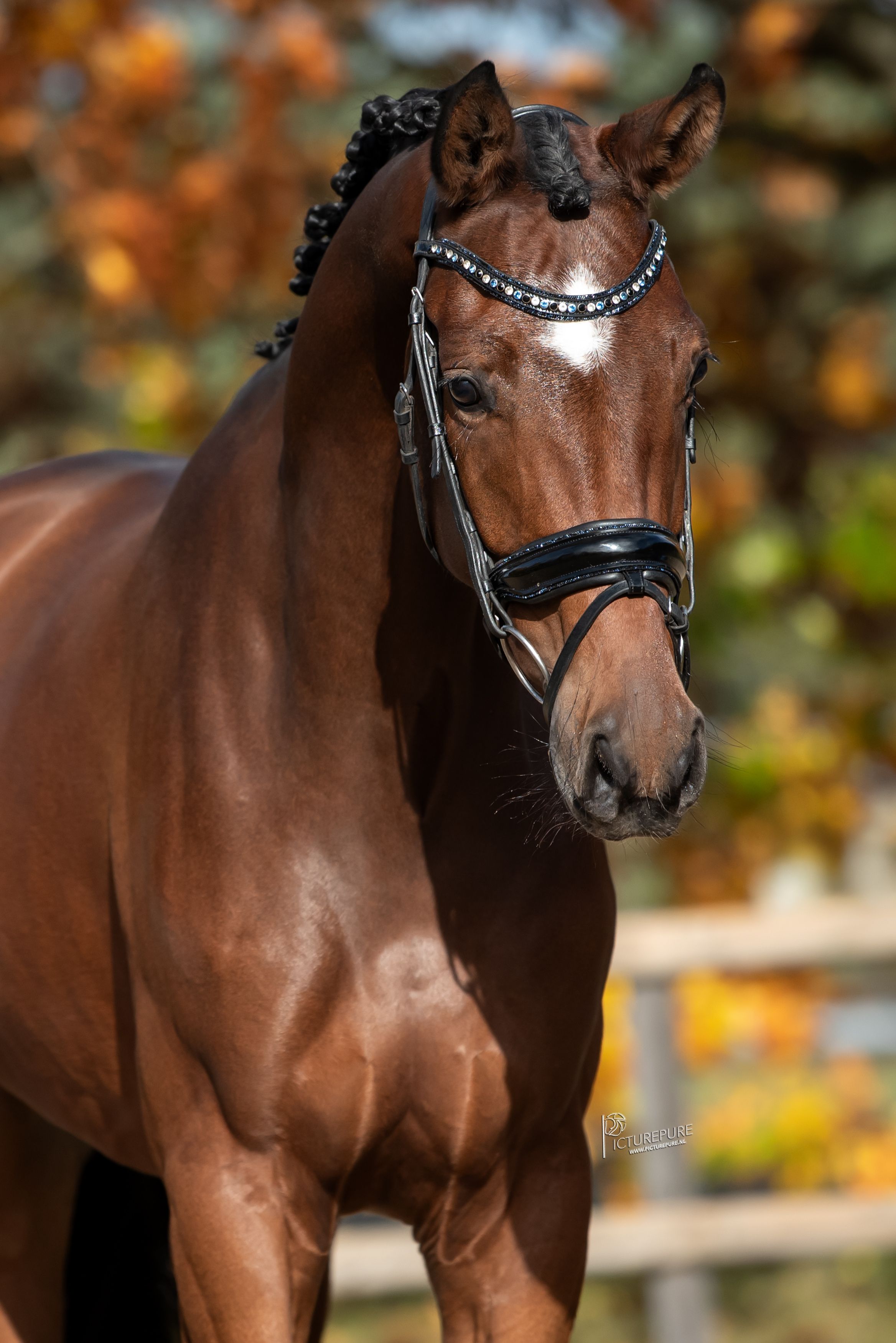 oldenburg dressuurpaard ruin 4 years old bruin for sale - Photo 3