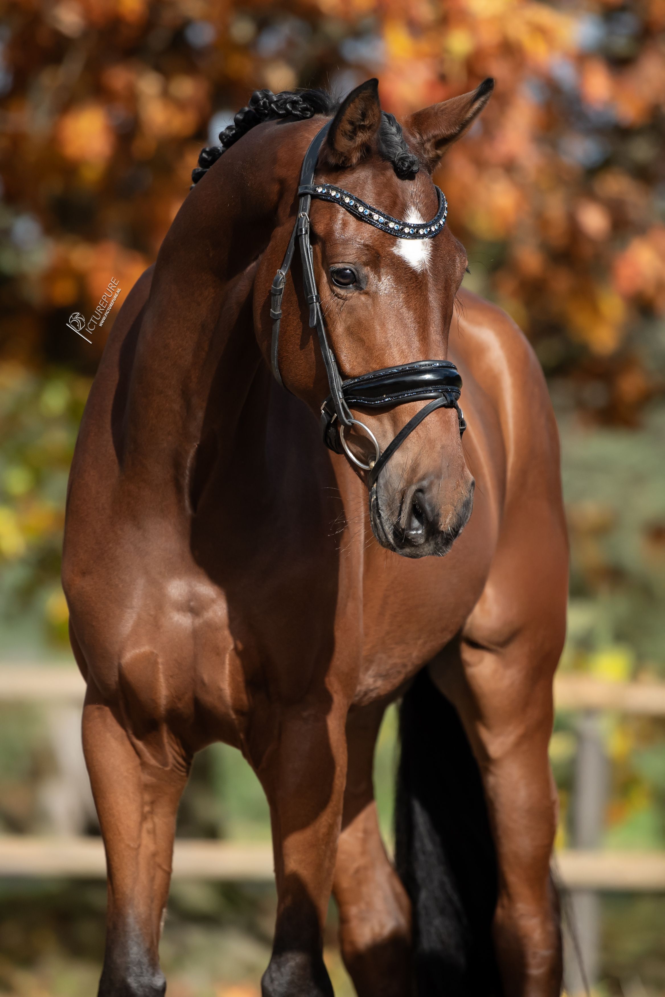 oldenburg dressuurpaard ruin 4 years old bruin for sale - Photo 5