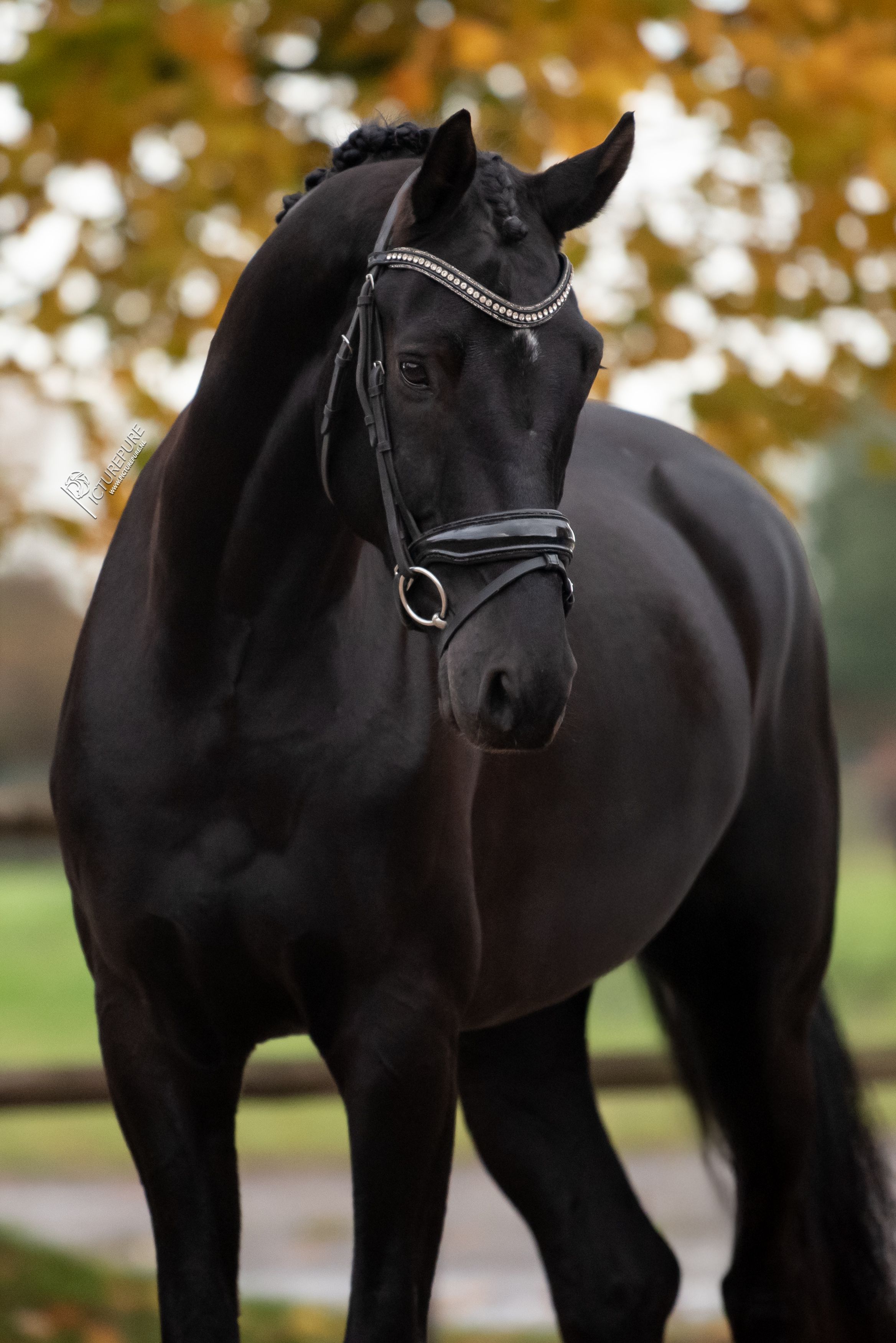 kwpn dressuurpaard ruin 6 jaar zwart te koop - Foto 3