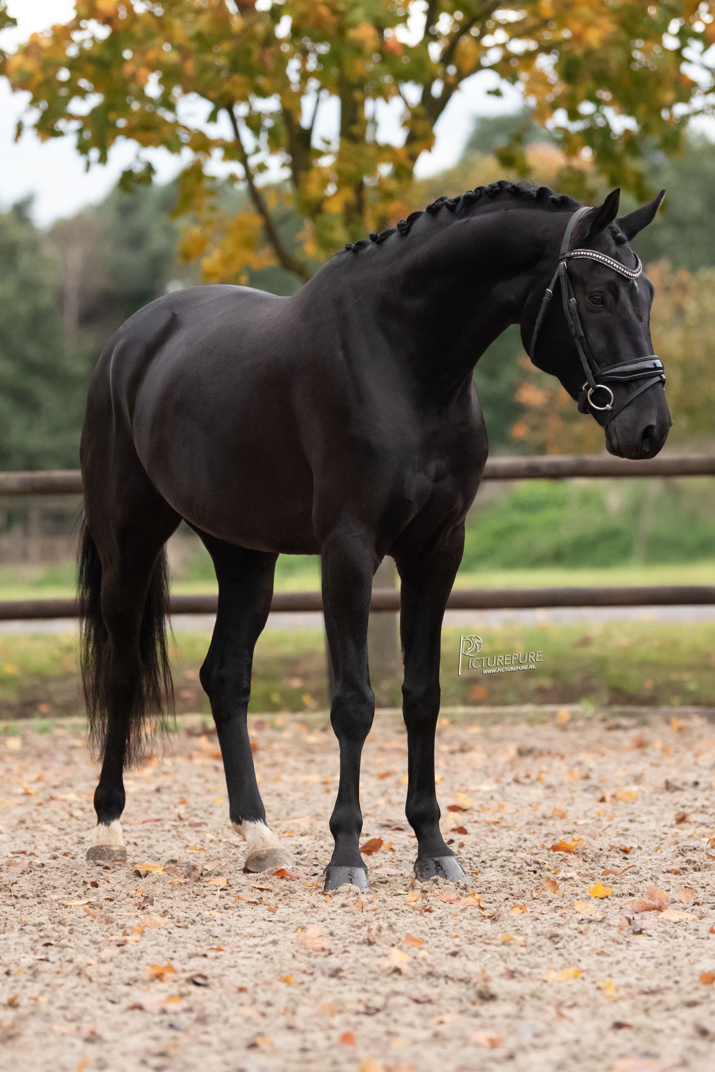 kwpn dressuurpaard ruin 6 jaar zwart te koop - Foto 5