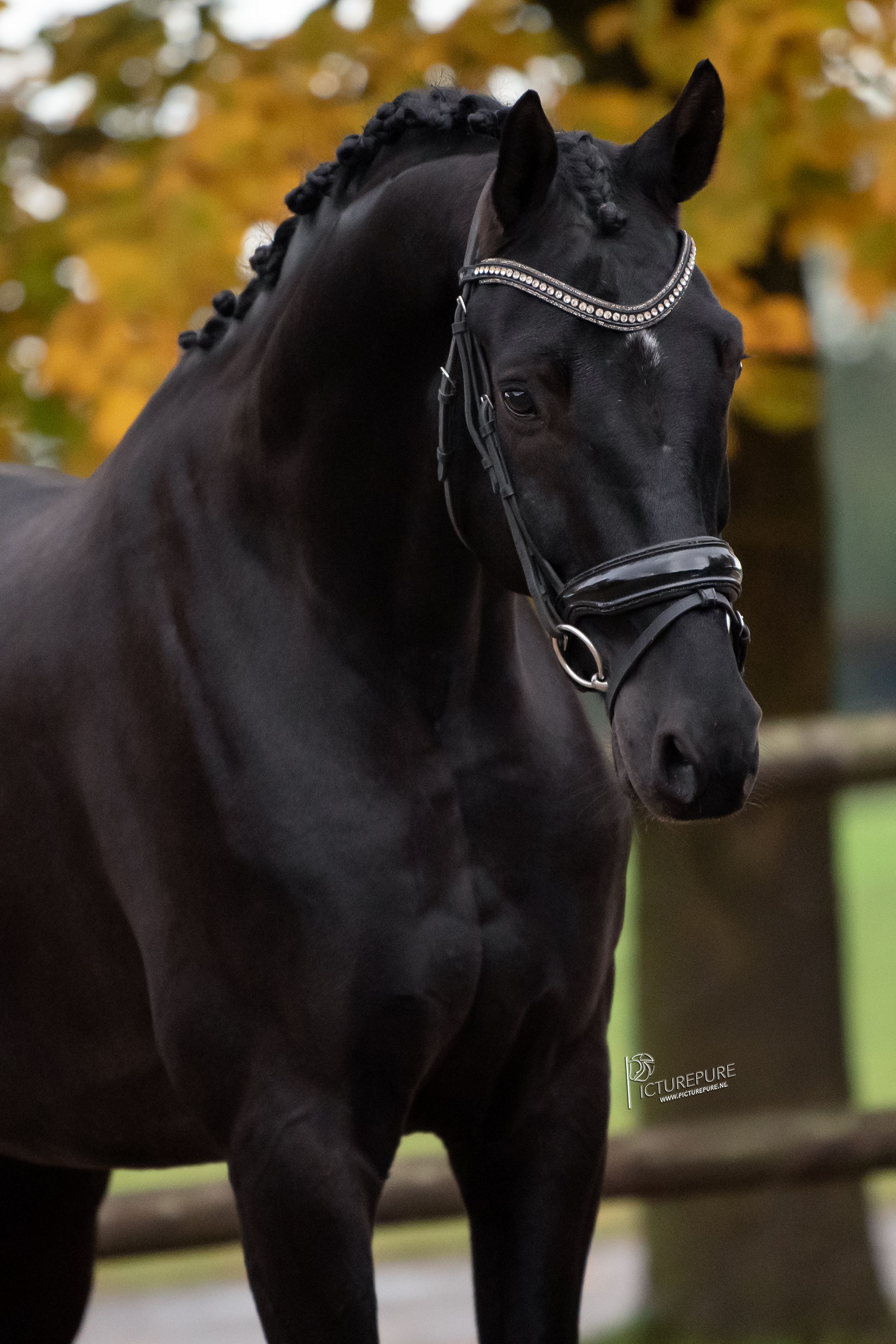 kwpn dressuurpaard ruin 6 jaar zwart te koop - Foto 4