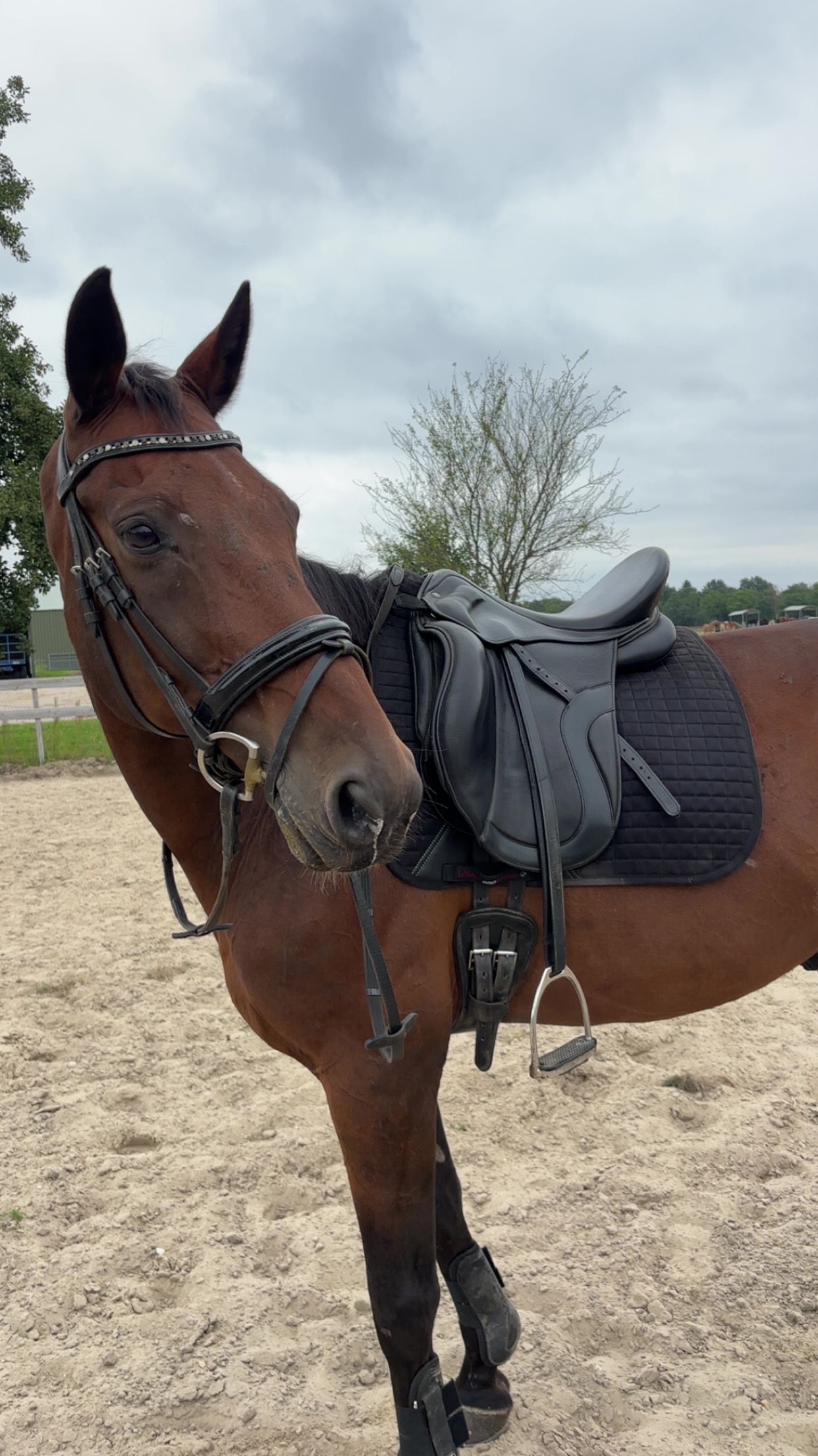 kwpn recreatie-paard ruin 16 år bruin till salu - Foto 3