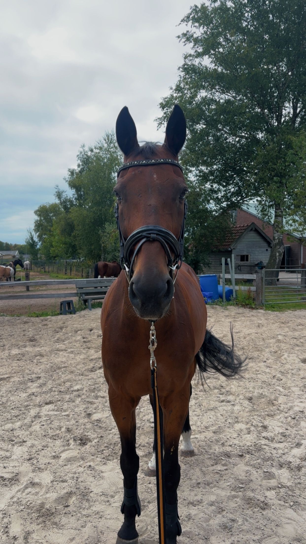 kwpn recreatie-paard ruin 16 år bruin till salu - Foto 2