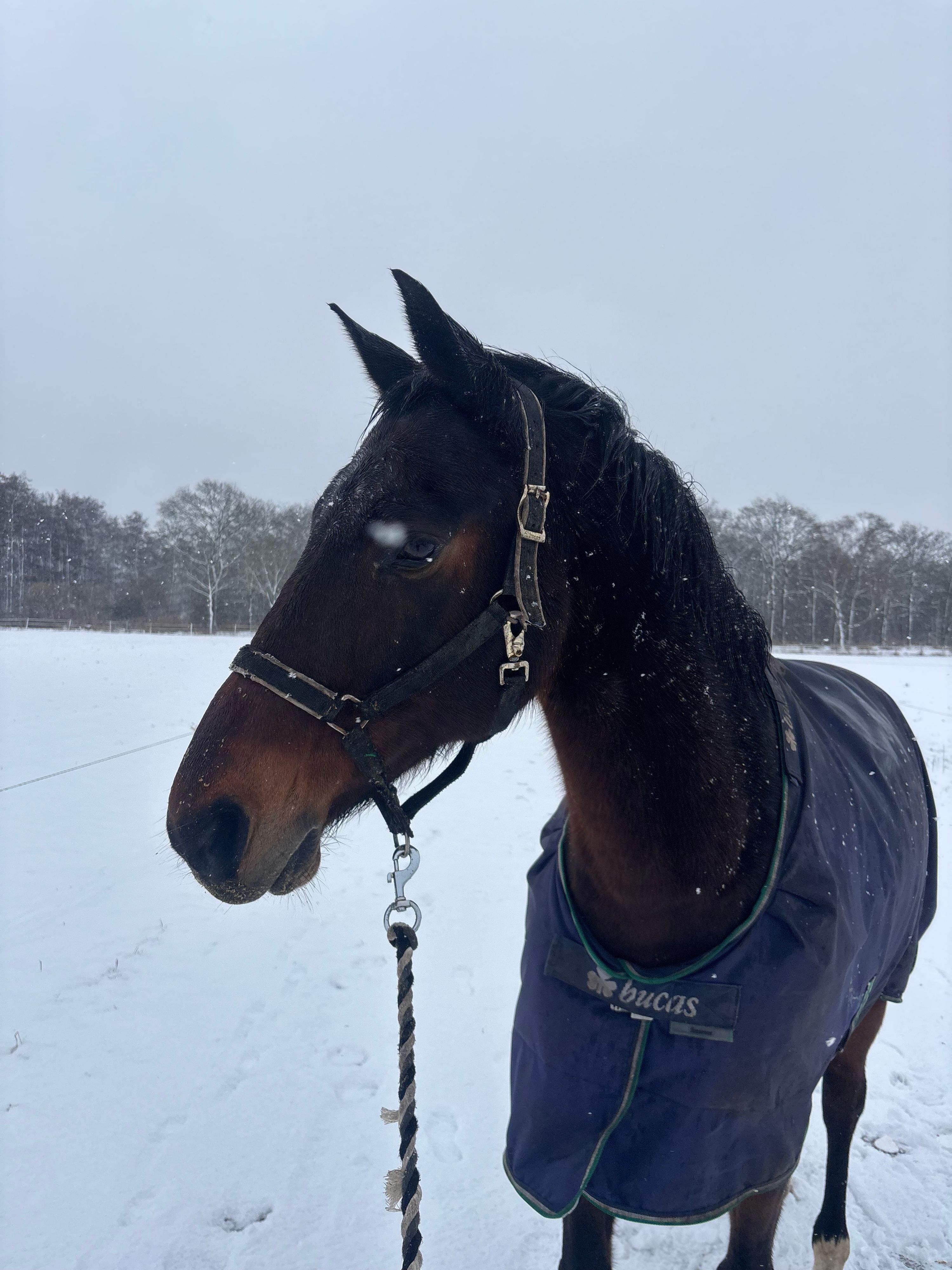 kwpn recreatie-paard ruin 16 år bruin till salu - Foto 4