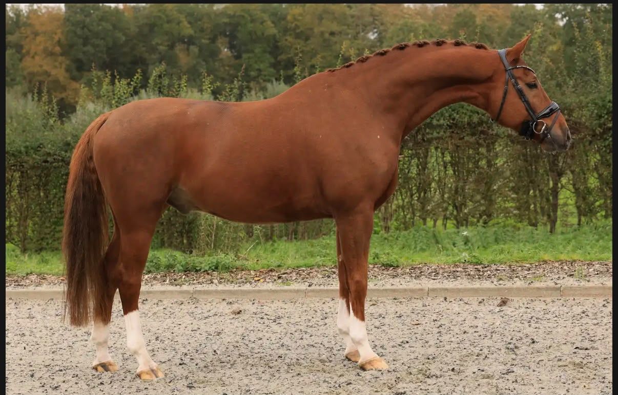 kwpn dressuurpaard ruin 6 years old vos for sale - Photo 4