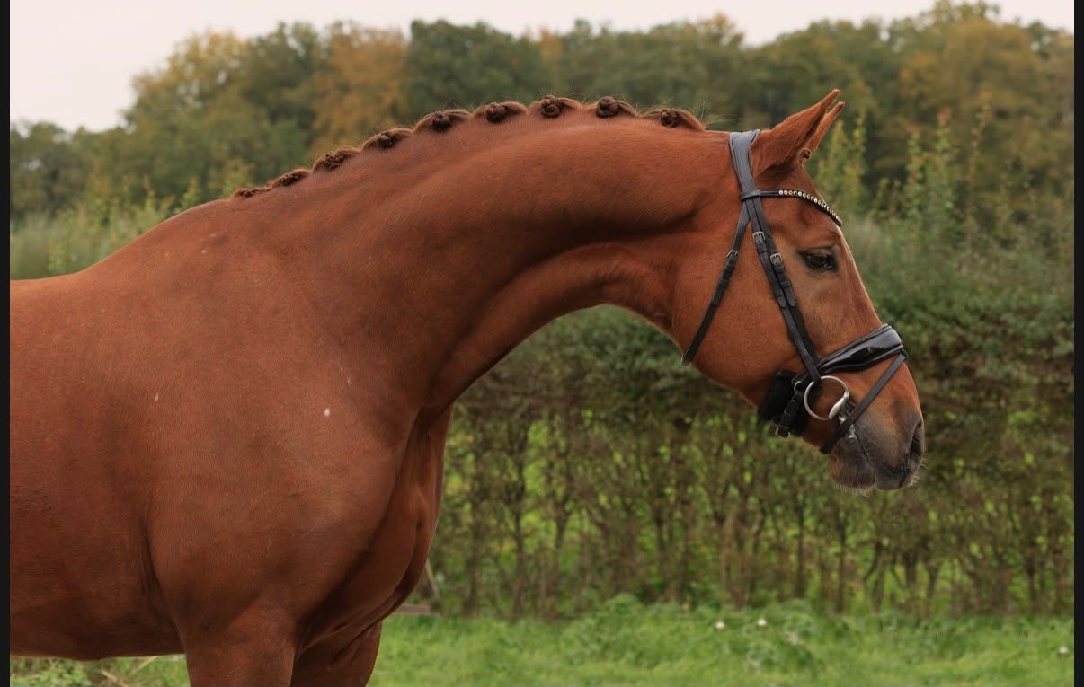 kwpn dressuurpaard ruin 6 years old vos for sale - Photo 5